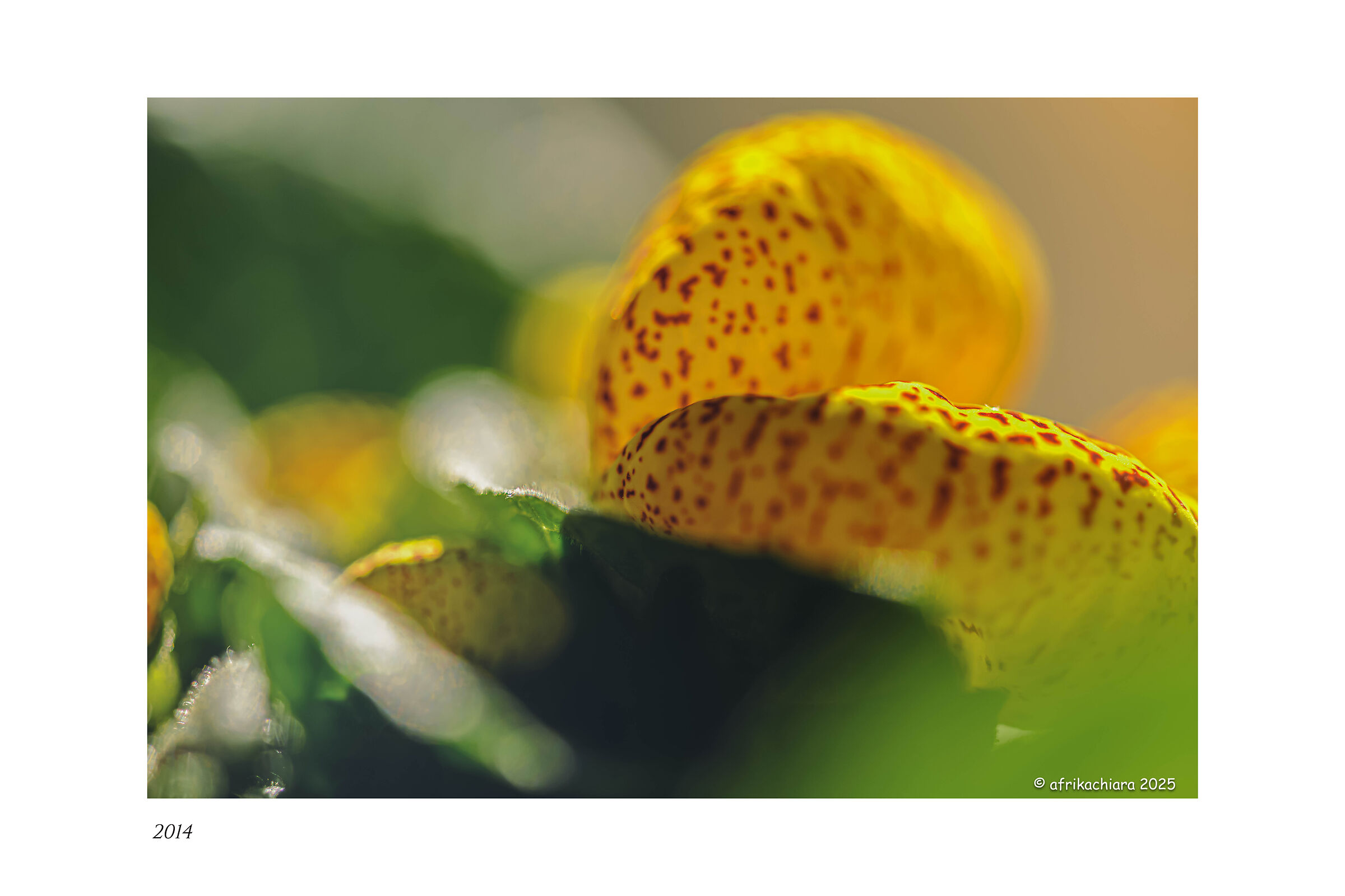 La natura esplode
