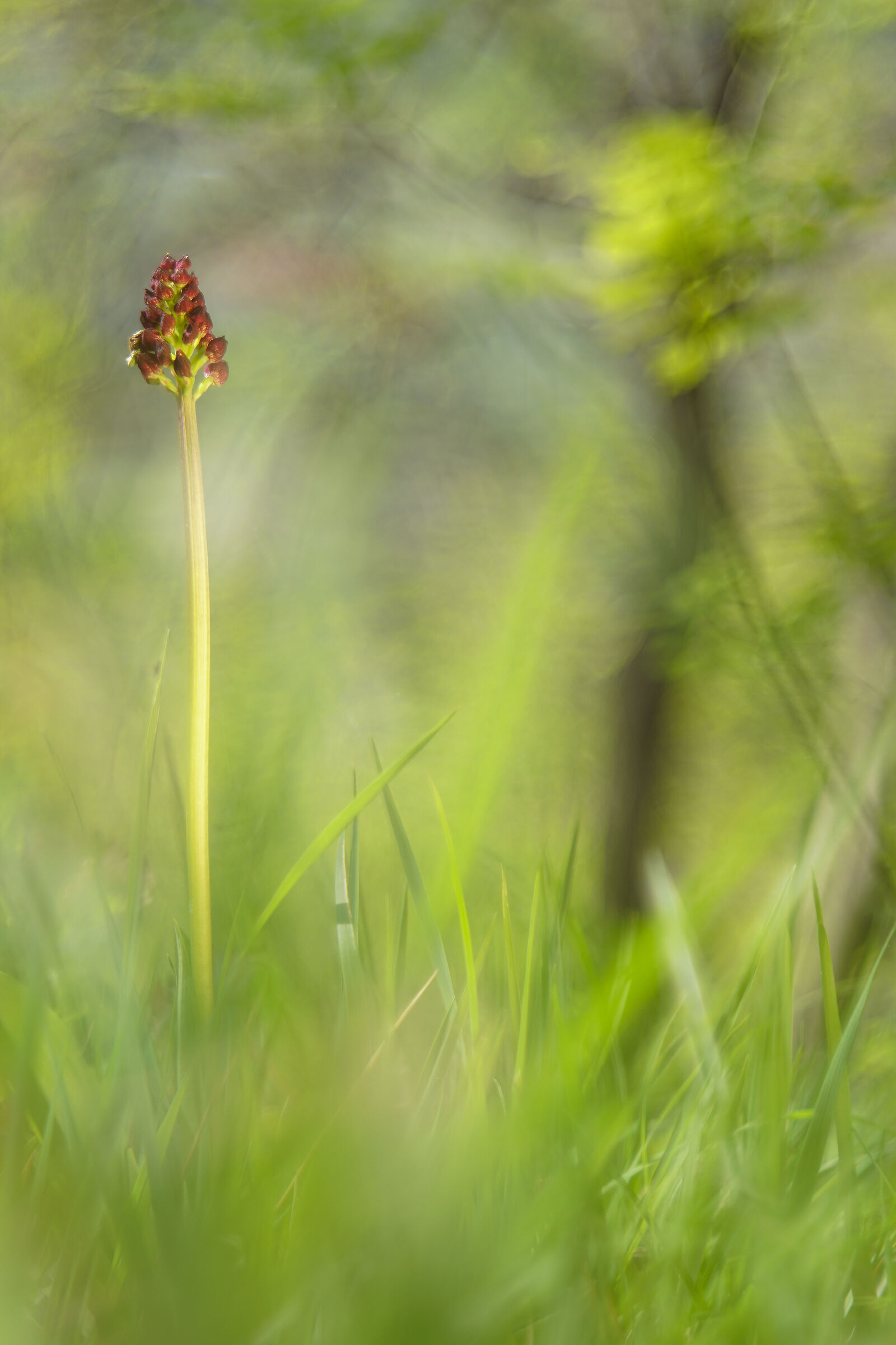 Greater orchid, Orchis purpurea