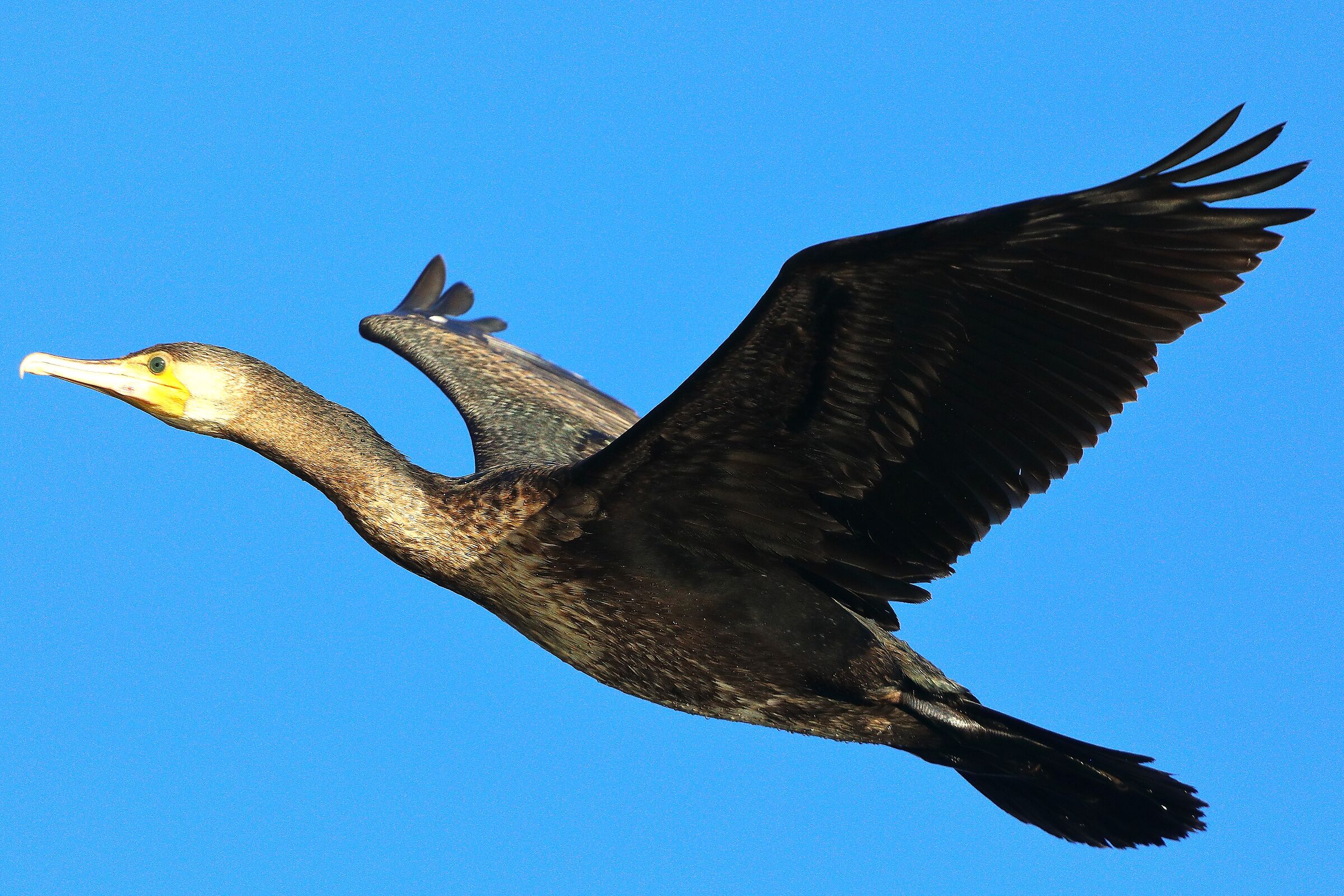 Cormorano 27 dicembre 2024 - 0096
