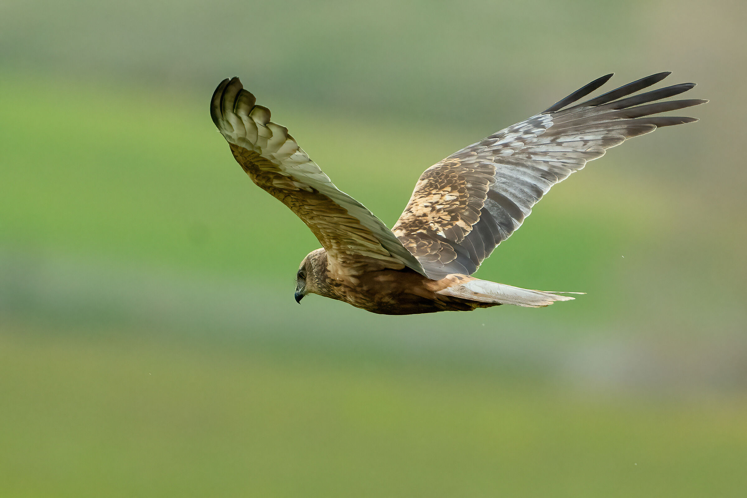 Marsh Harrier (Circus aeruginosus)