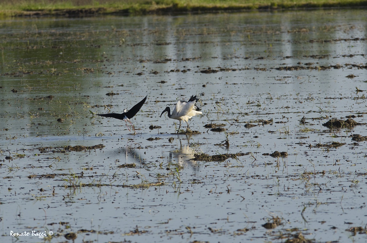 Fight Vs Ibis knight of Italy