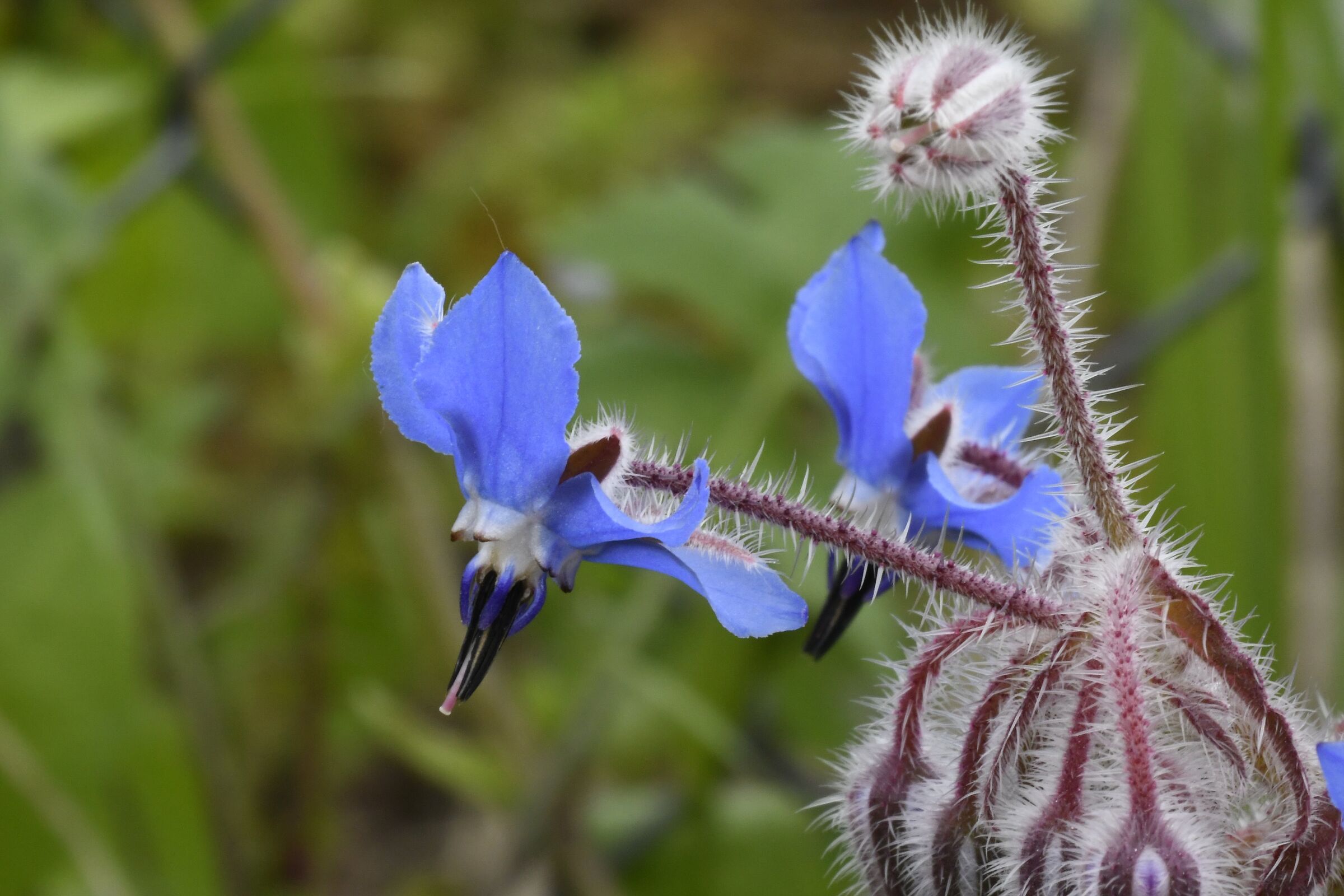 Borage