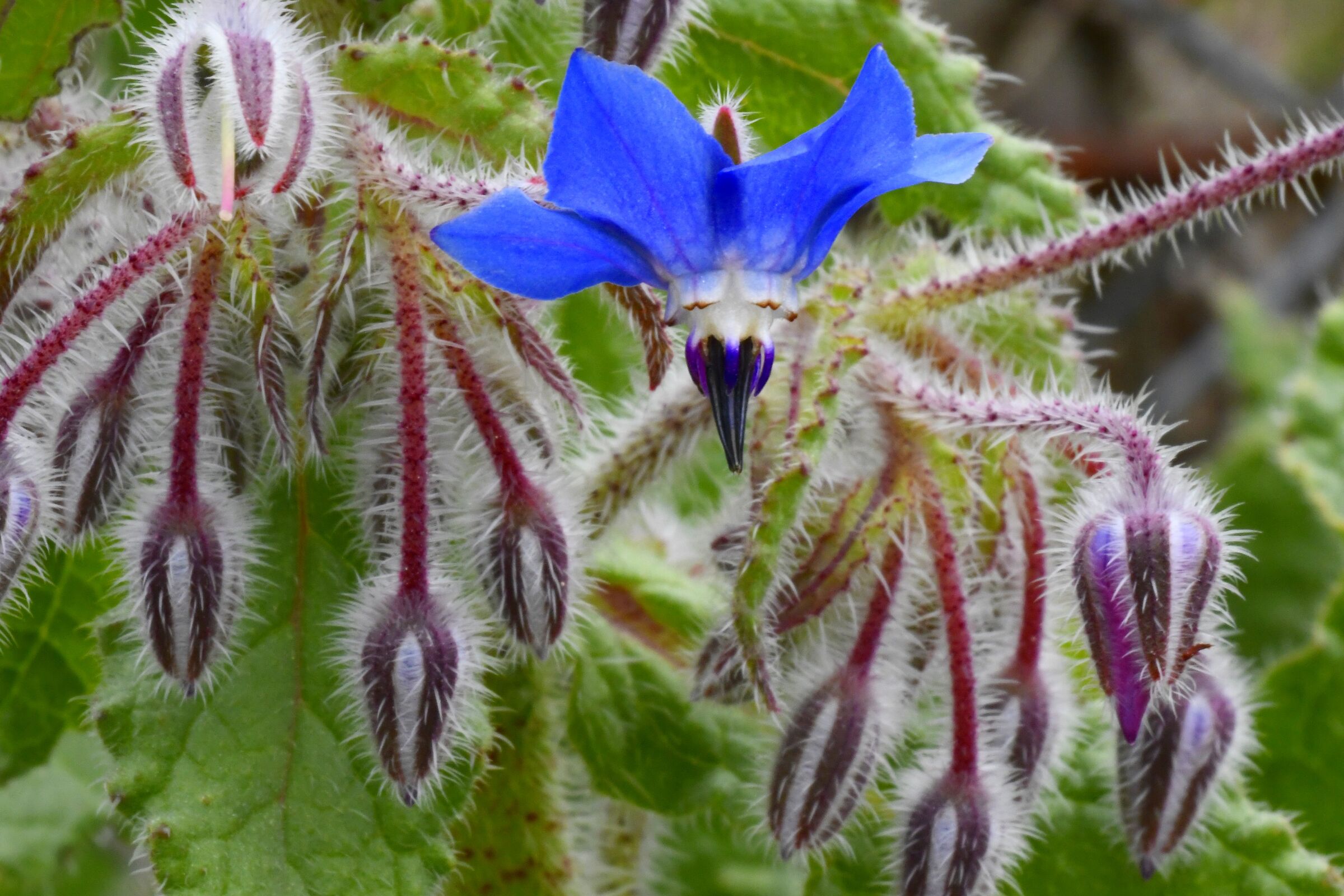 Borage