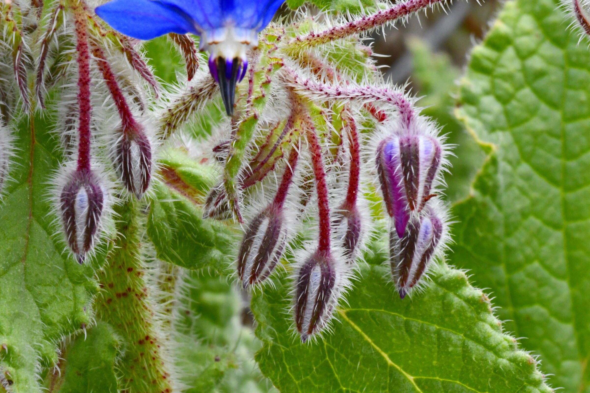 Borage
