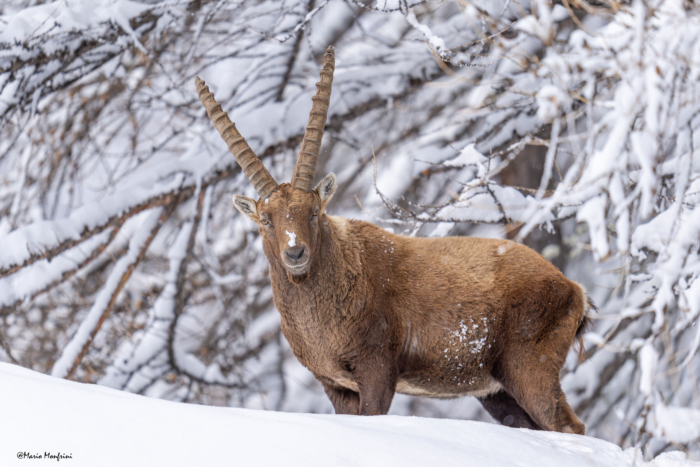 Nel bosco innevato qualcuno ci osserva