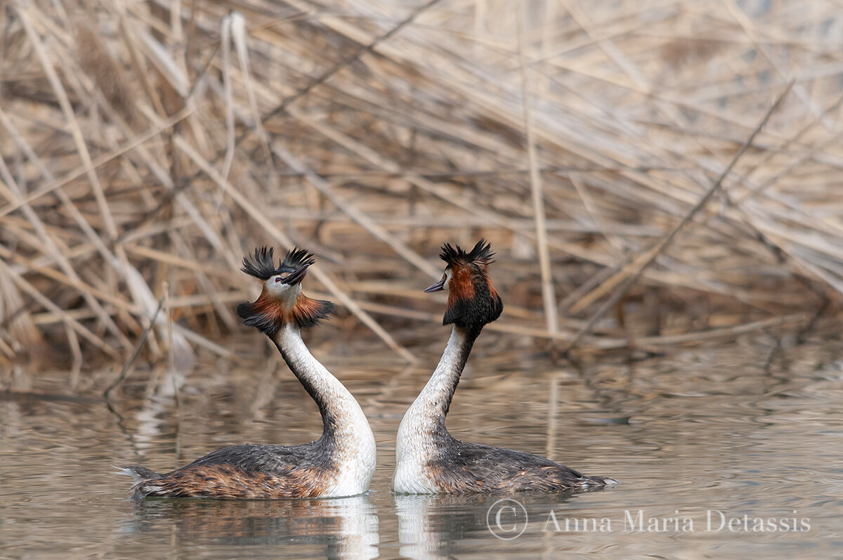 Great Crested Grebe (Podiceps cristatus)