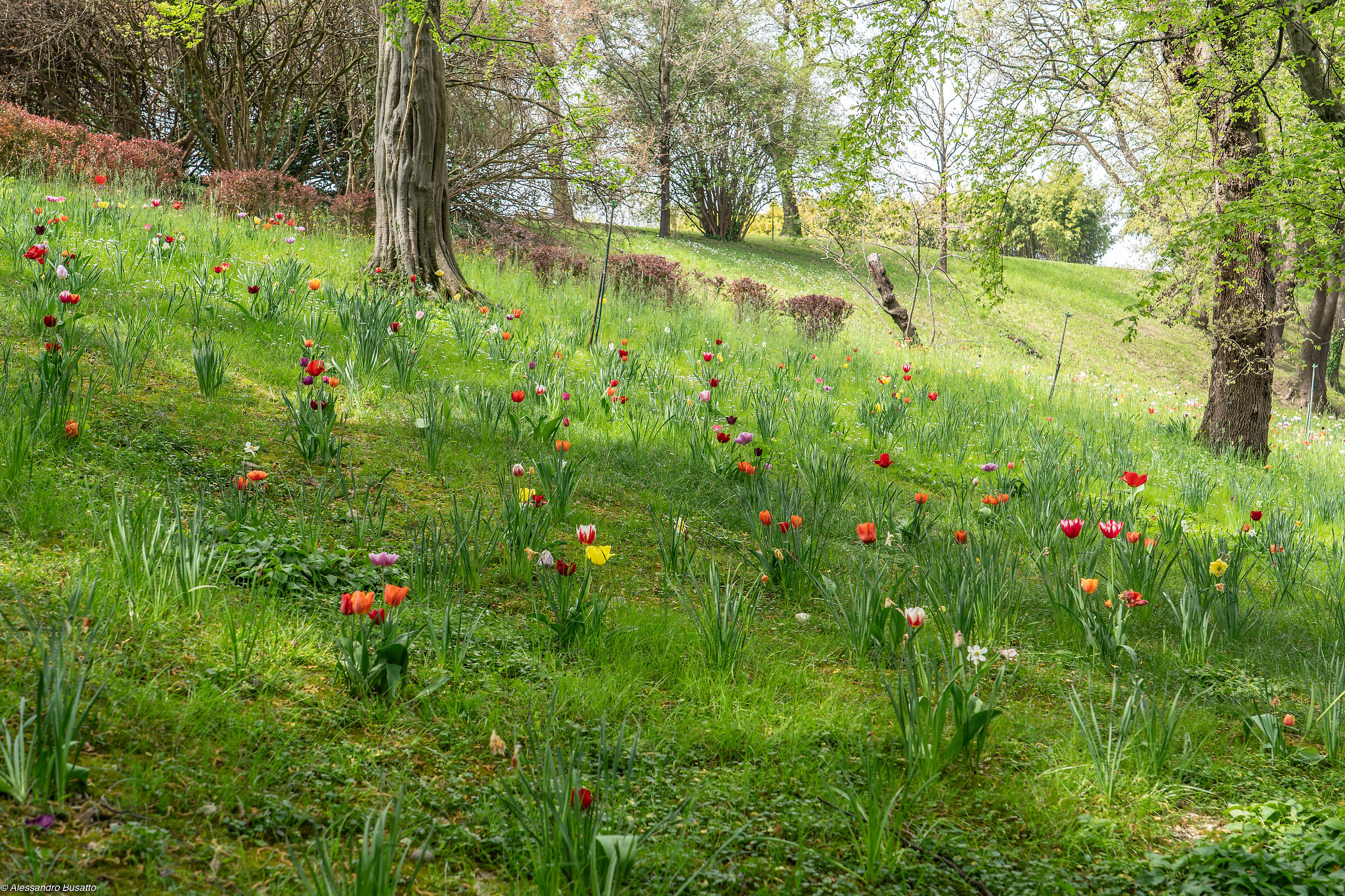 Colorful undergrowth