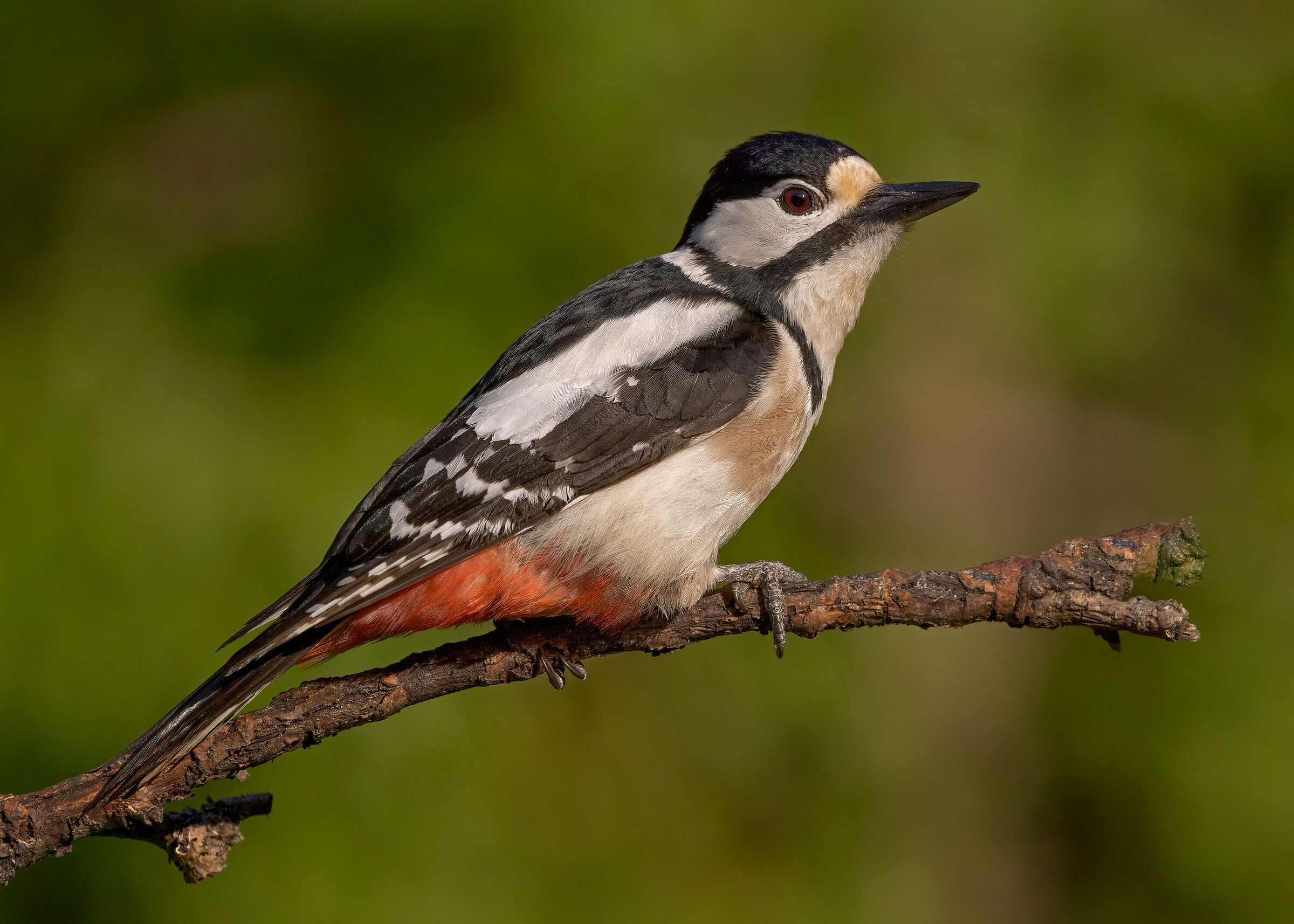 Picchio rosso maggiore femmina