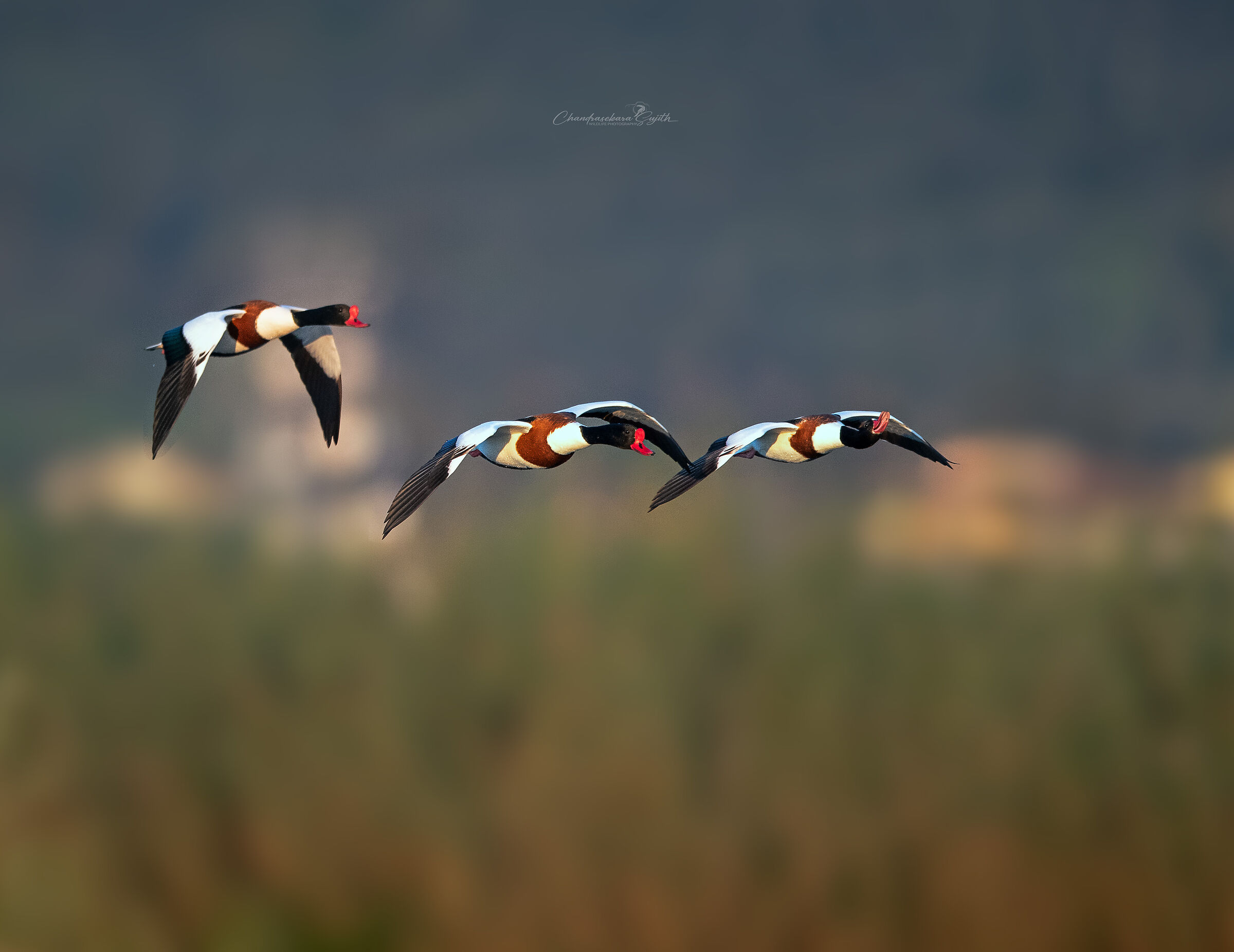 Shelducks