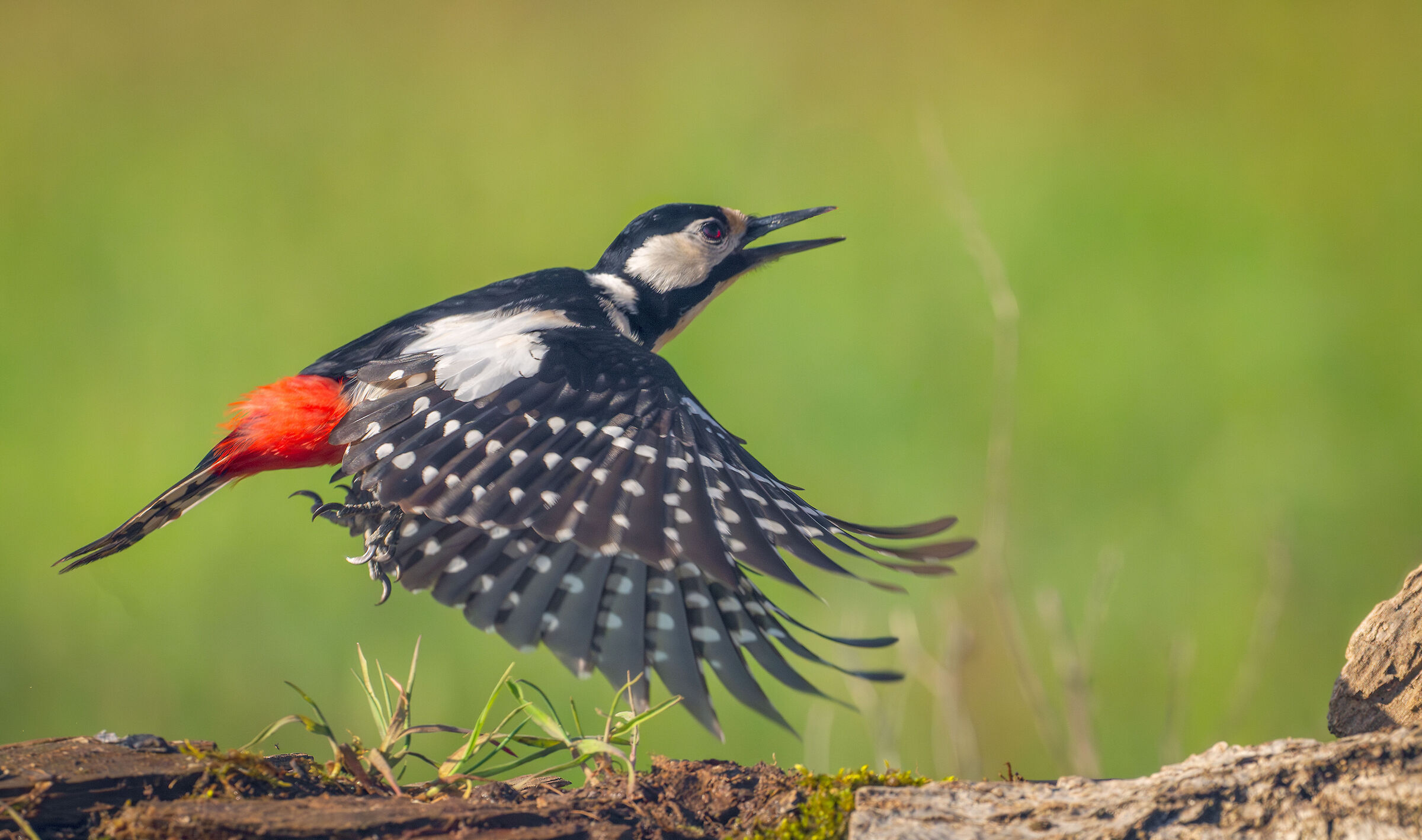 Spotted woodpecker