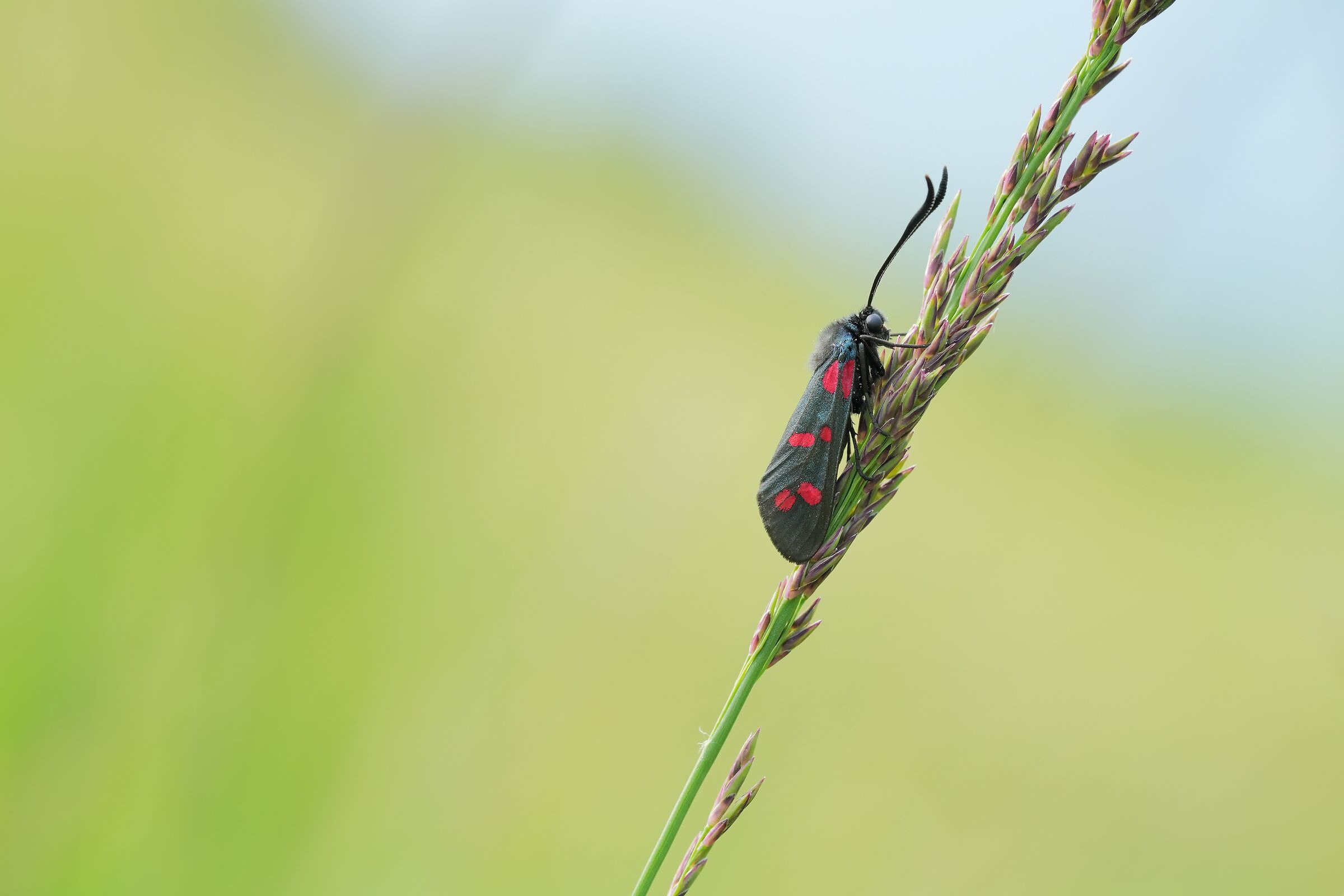 Zygaena filipendulae