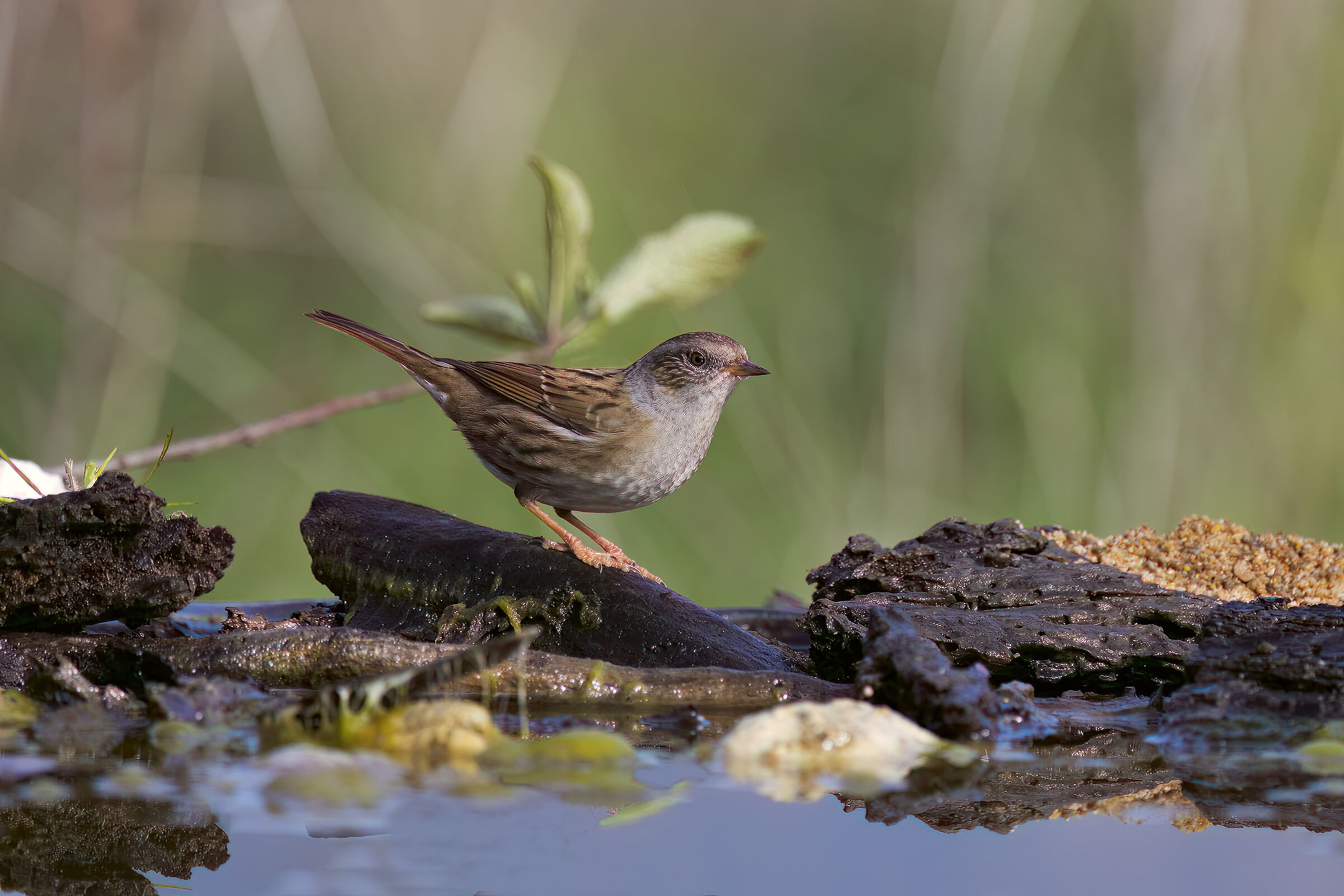 Dunnock