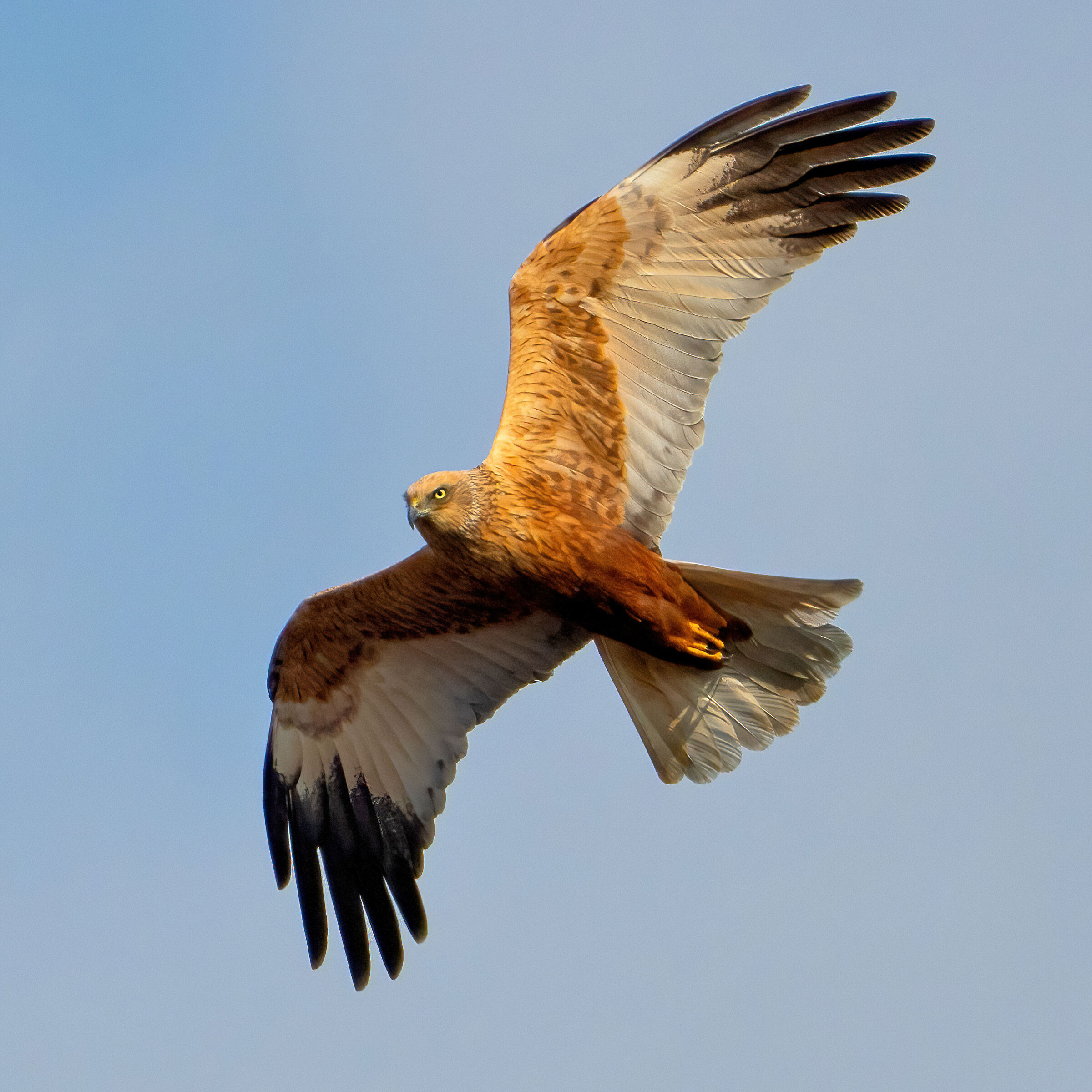 Marsh Harrier (Circus aeruginosus)