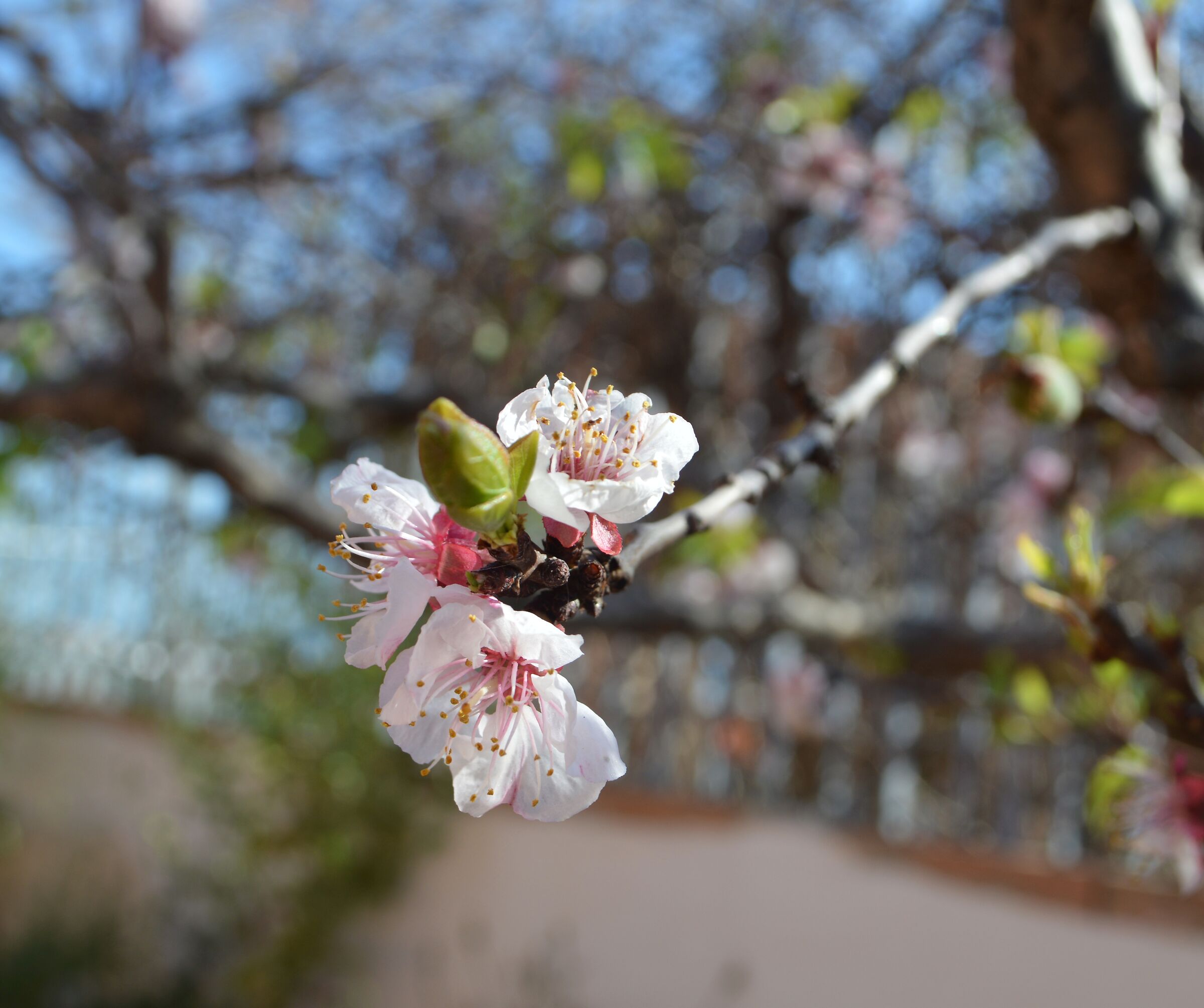 Fiori di albicocca!!!