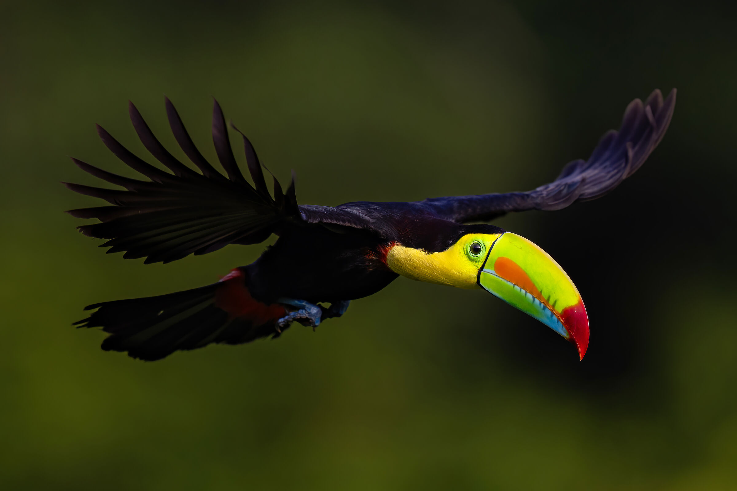 Toucan in flight