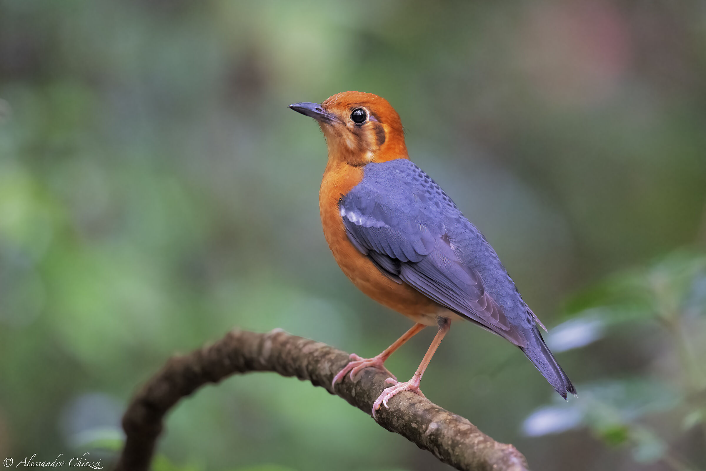 Orange Stubborn Thrush
