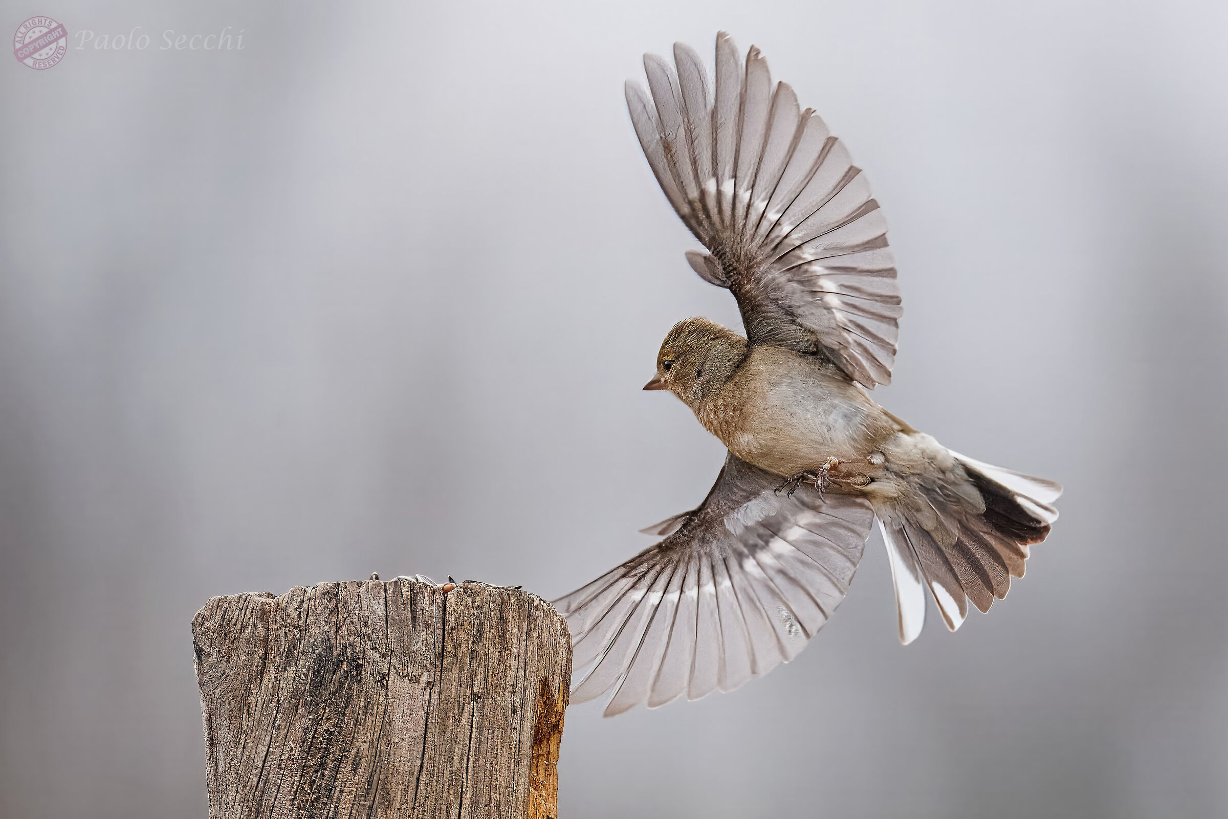 Chaffinch dance 10