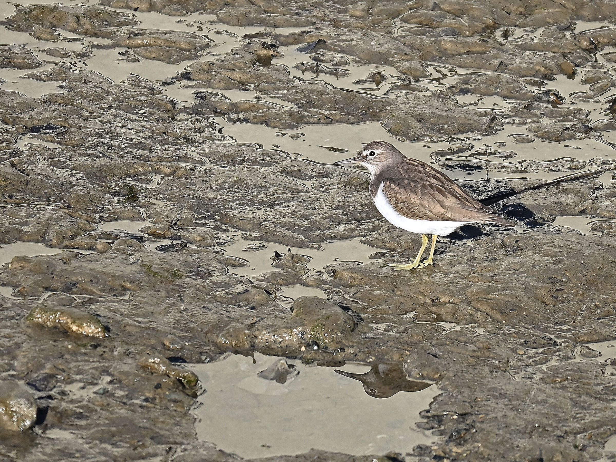 Small Sandpiper