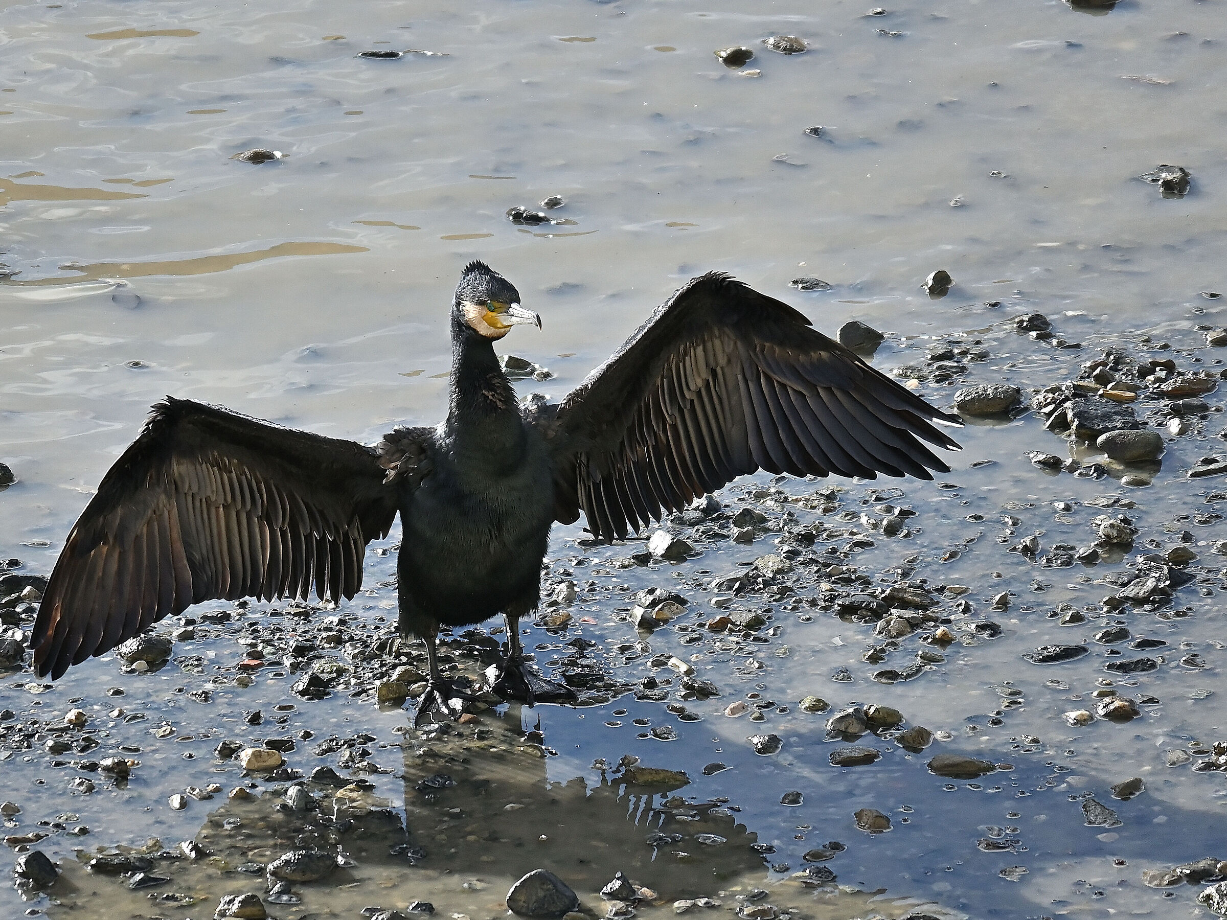 Cormorant