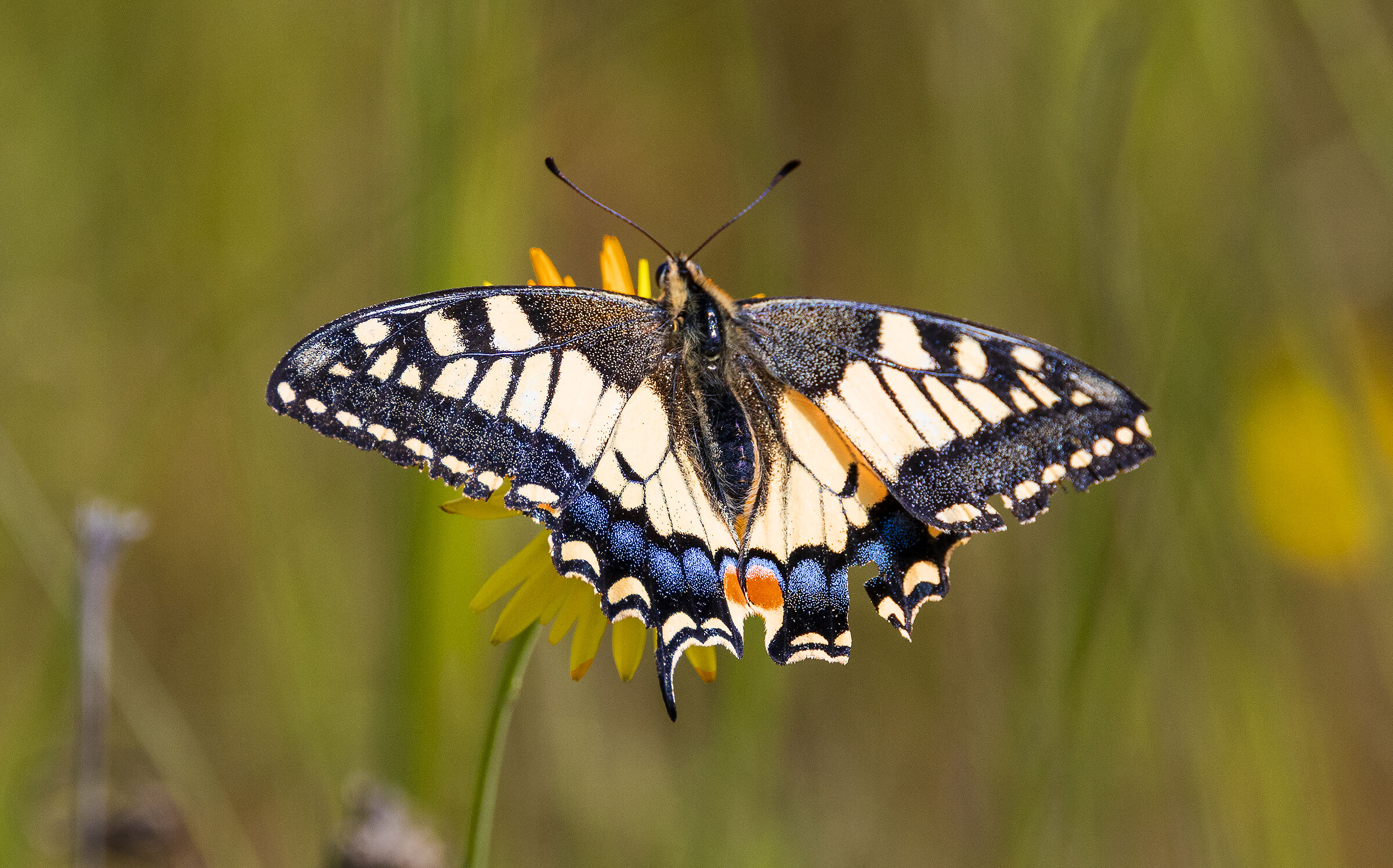 papilio machaonis