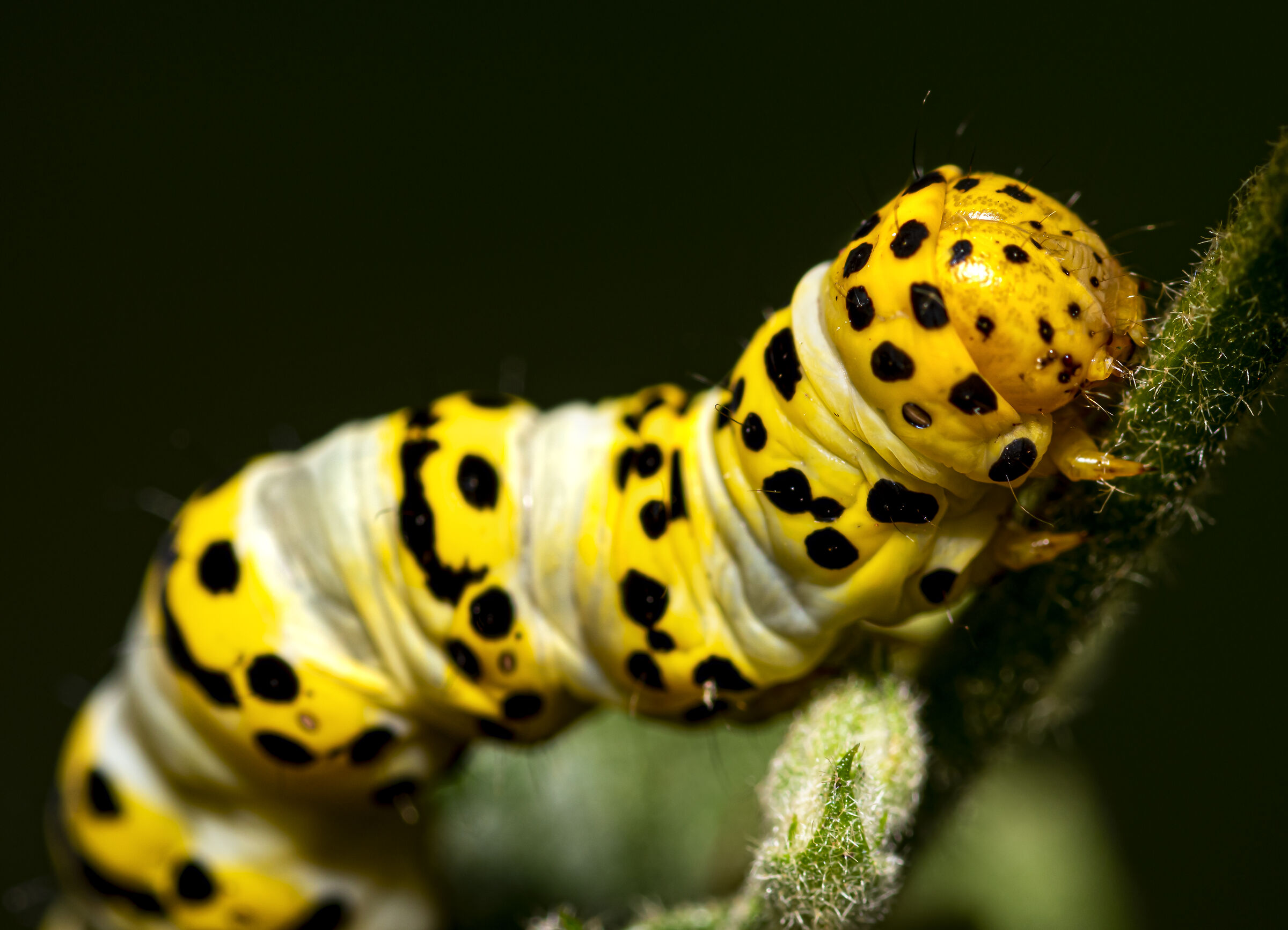 Bruco giallo