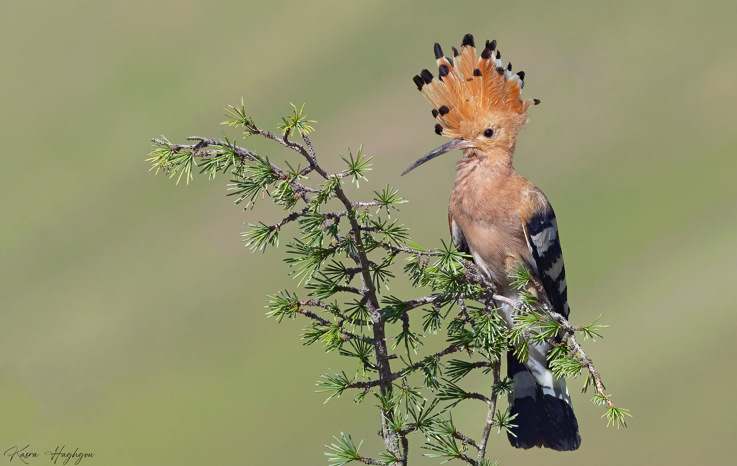 Eurasian hoopoe