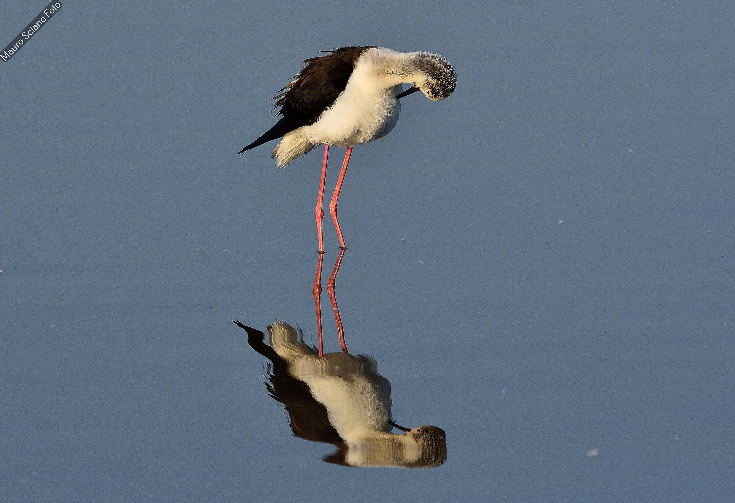 Black-winged Stilt