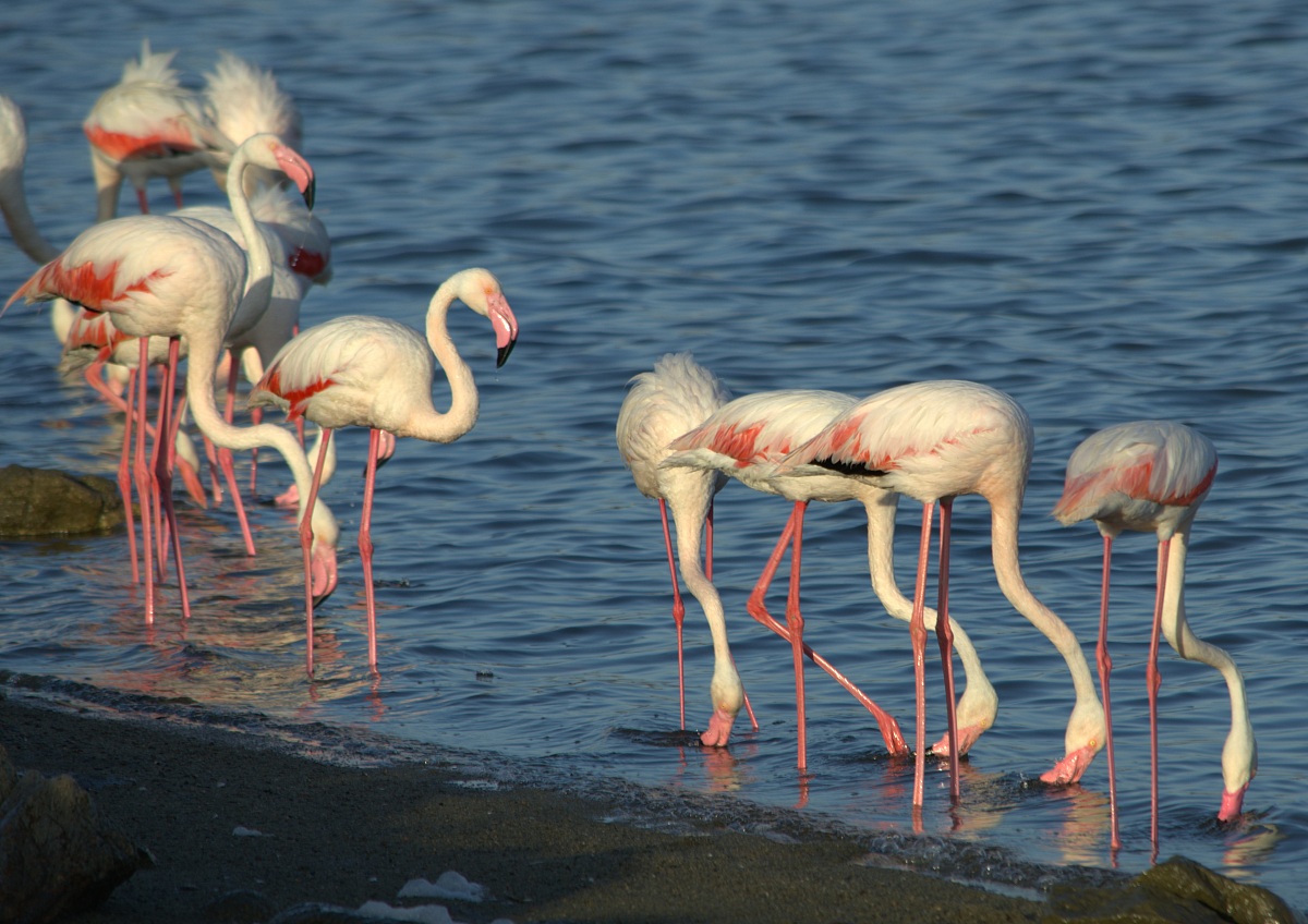 Fenicotteri rosa (specie Phoenicopterus ruber roseus)