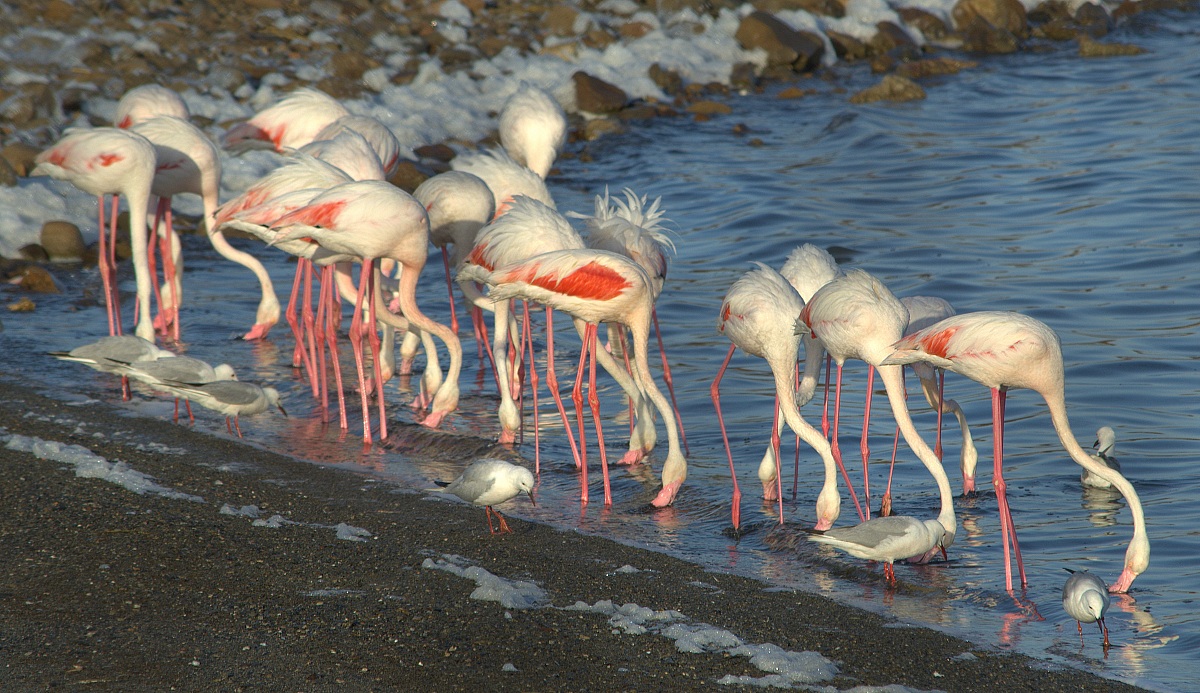 Fenicotteri rosa (specie Phoenicopterus ruber roseus)