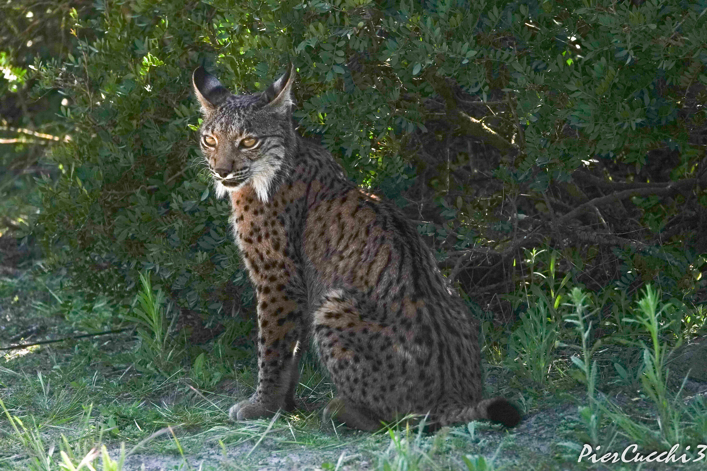 Lince iberica Coto donana