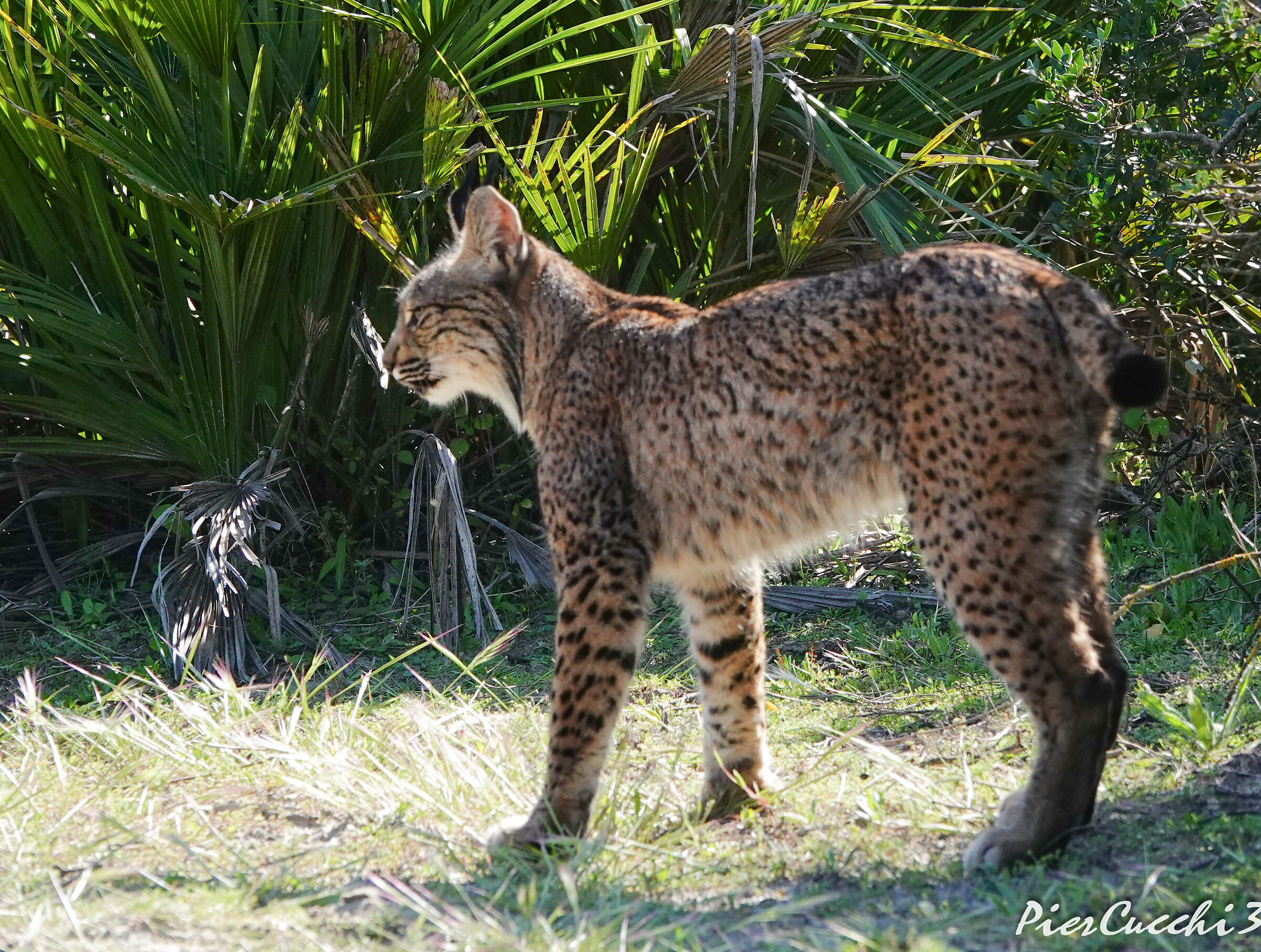 Lince iberica Coto Donana
