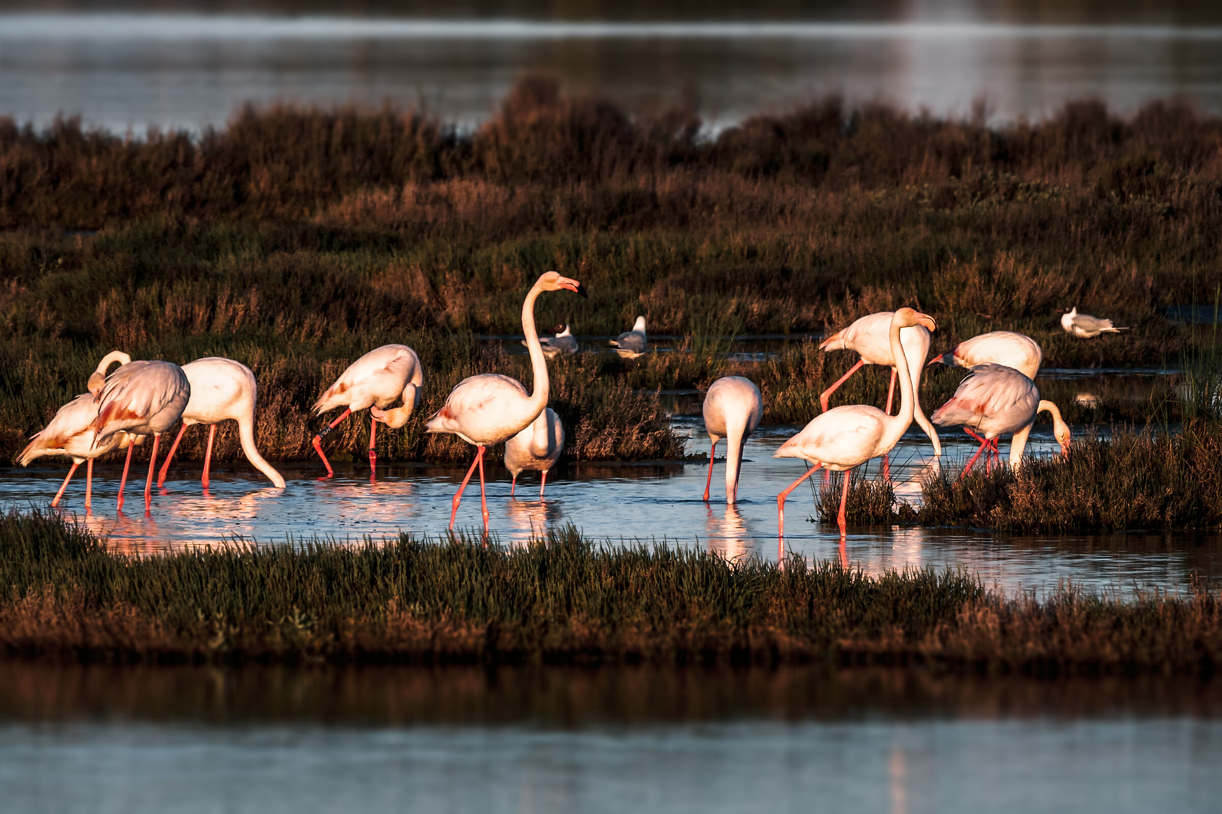 Fenicotteri a Lio Piccolo