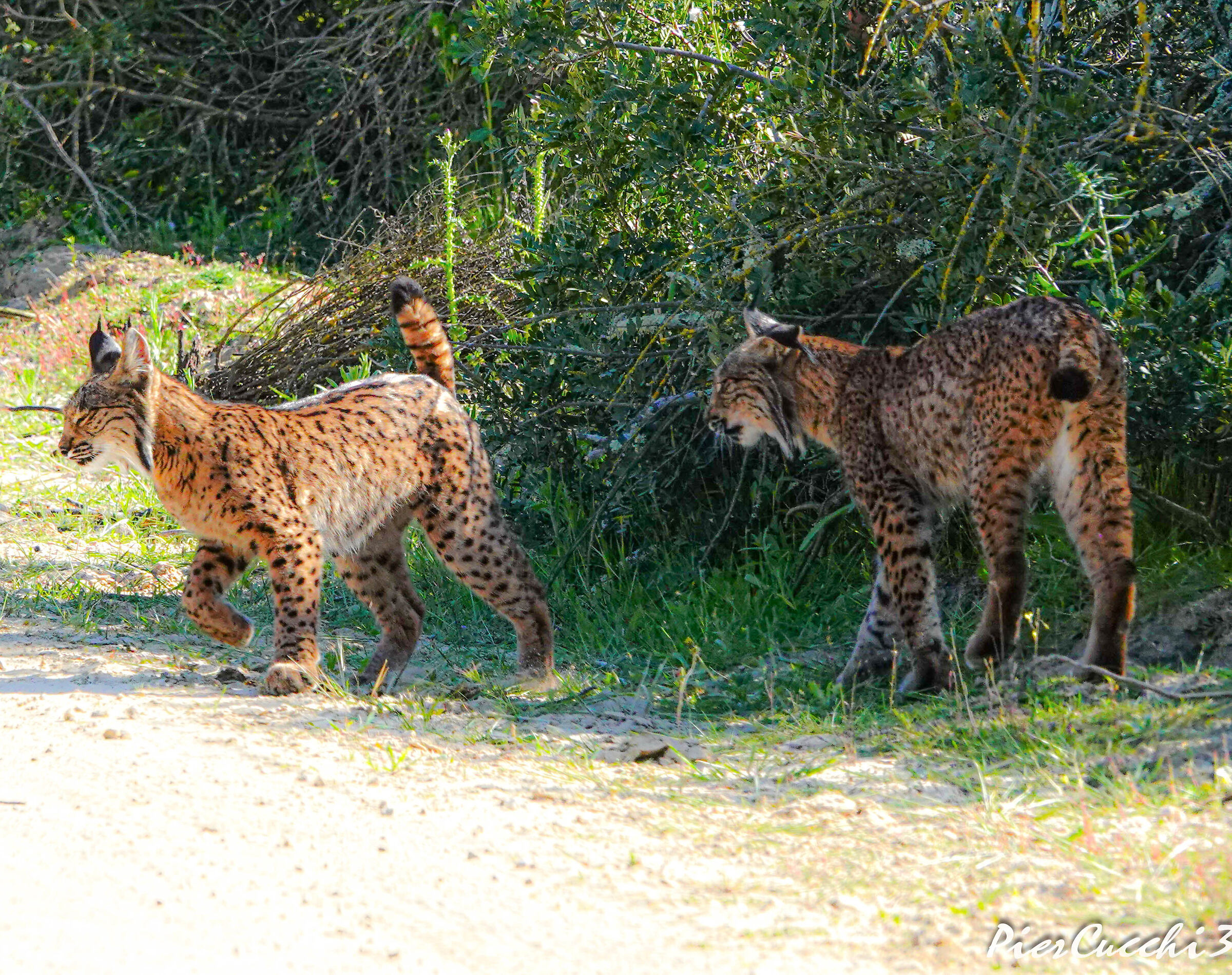 Lince iberica Coto Donana