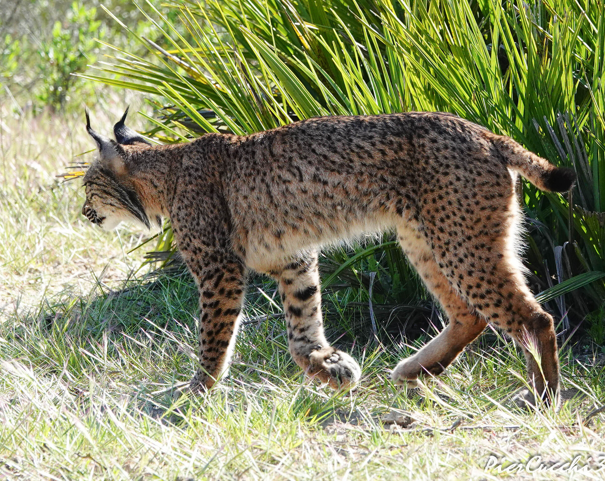 Lince iberica Coto Donana