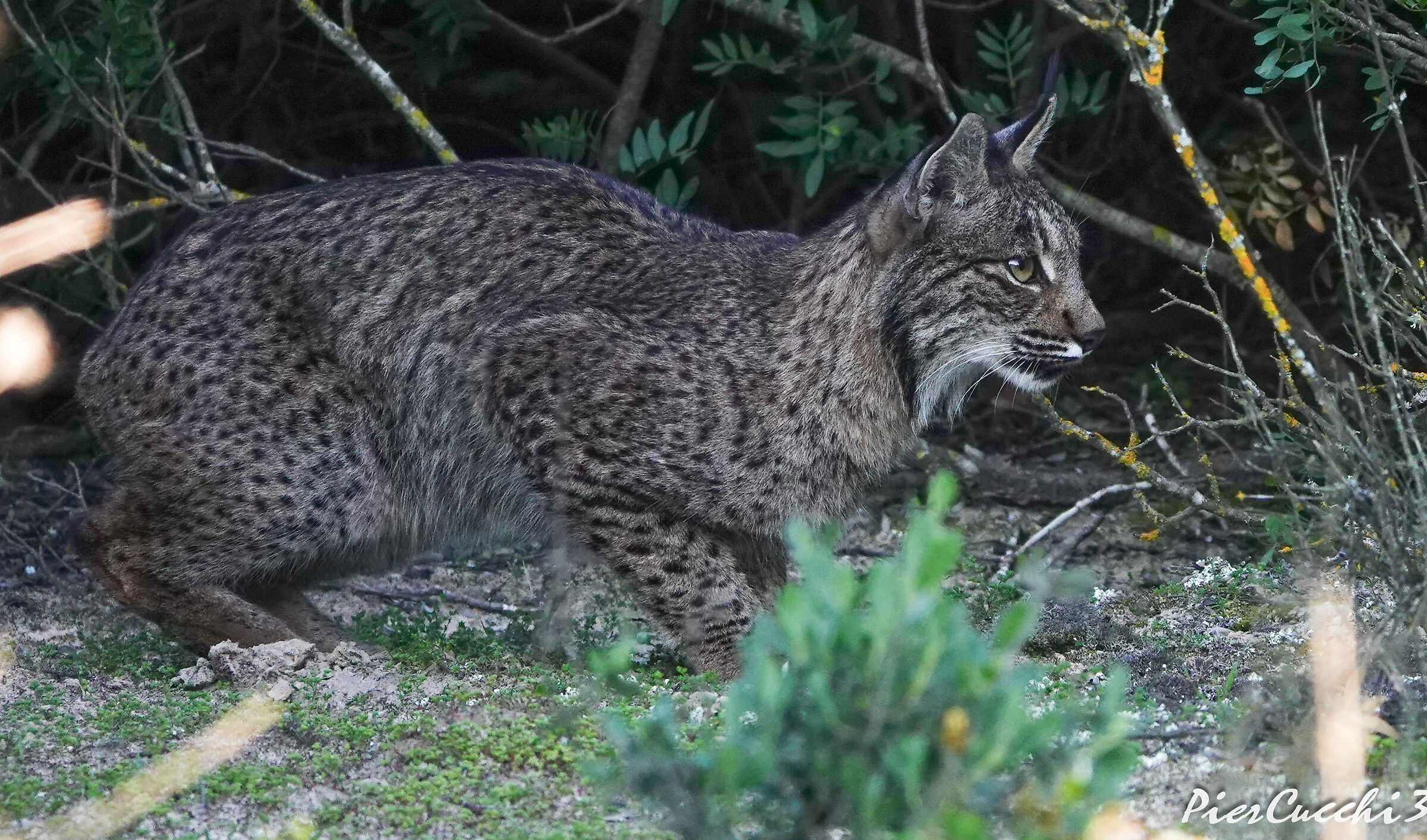Lince iberica Coto Donana
