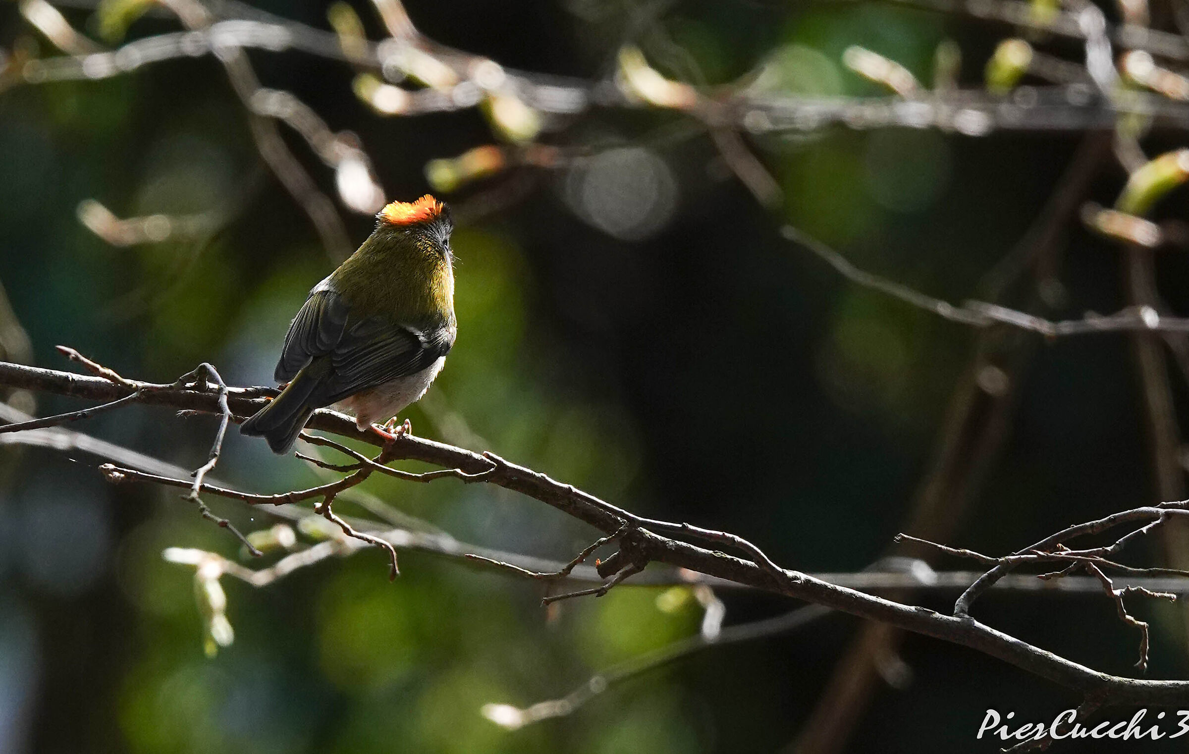 Fiorrancino Prealpi Valsabbia