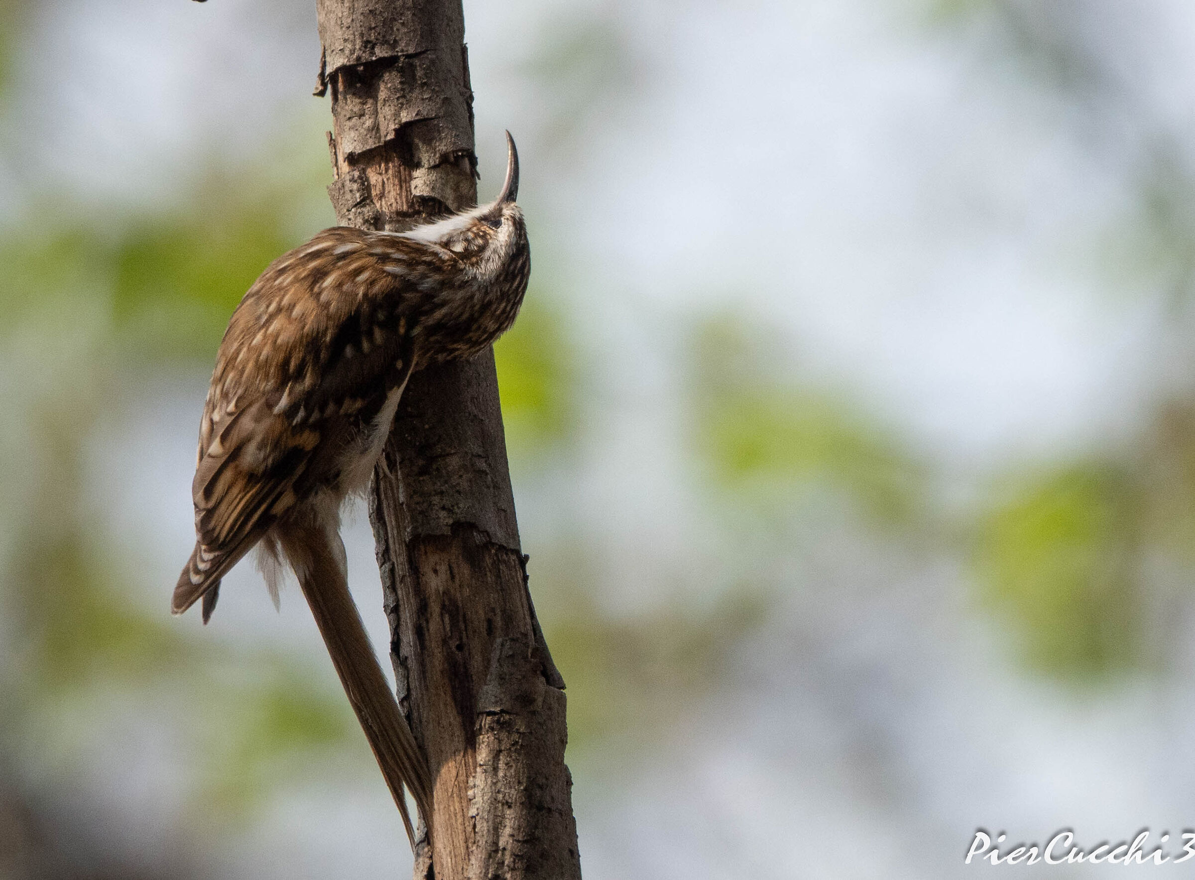 Rampichino alpestre Prealpi Valsabbia