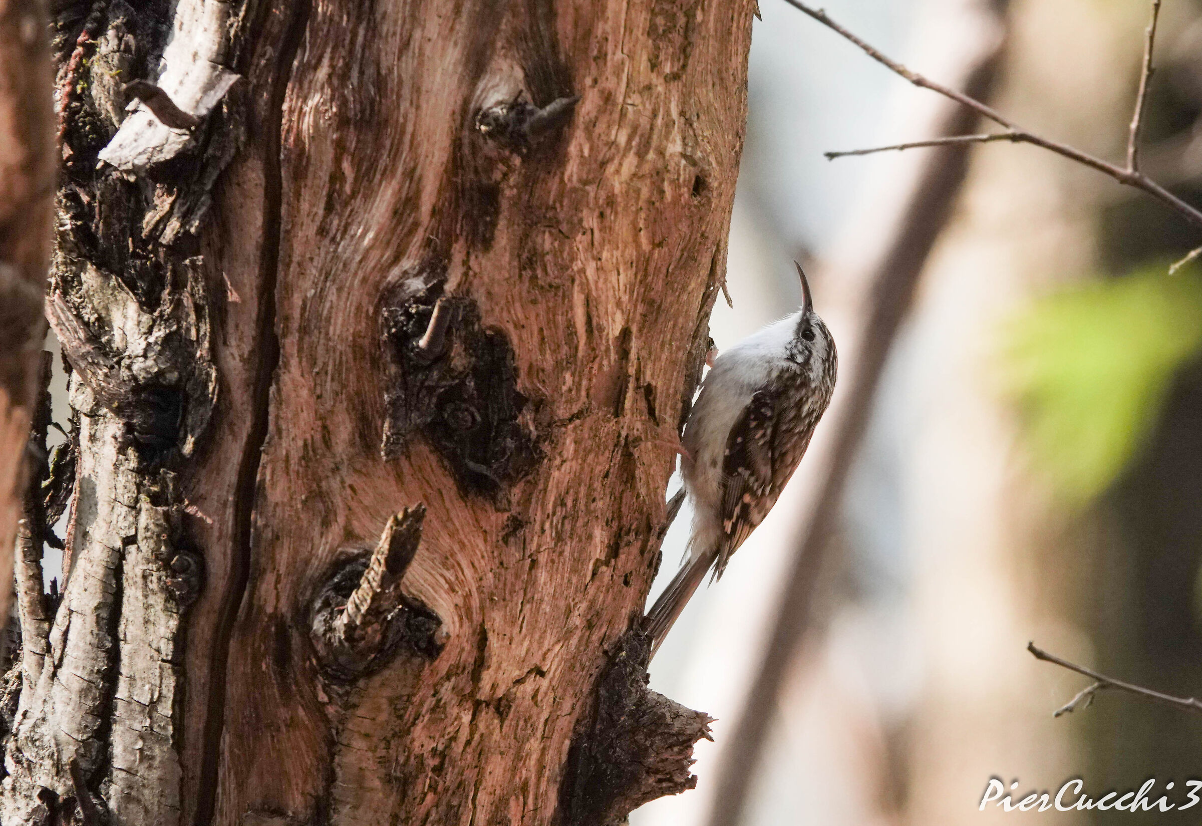 Rampichino alpestre Prealpi Valsabbia