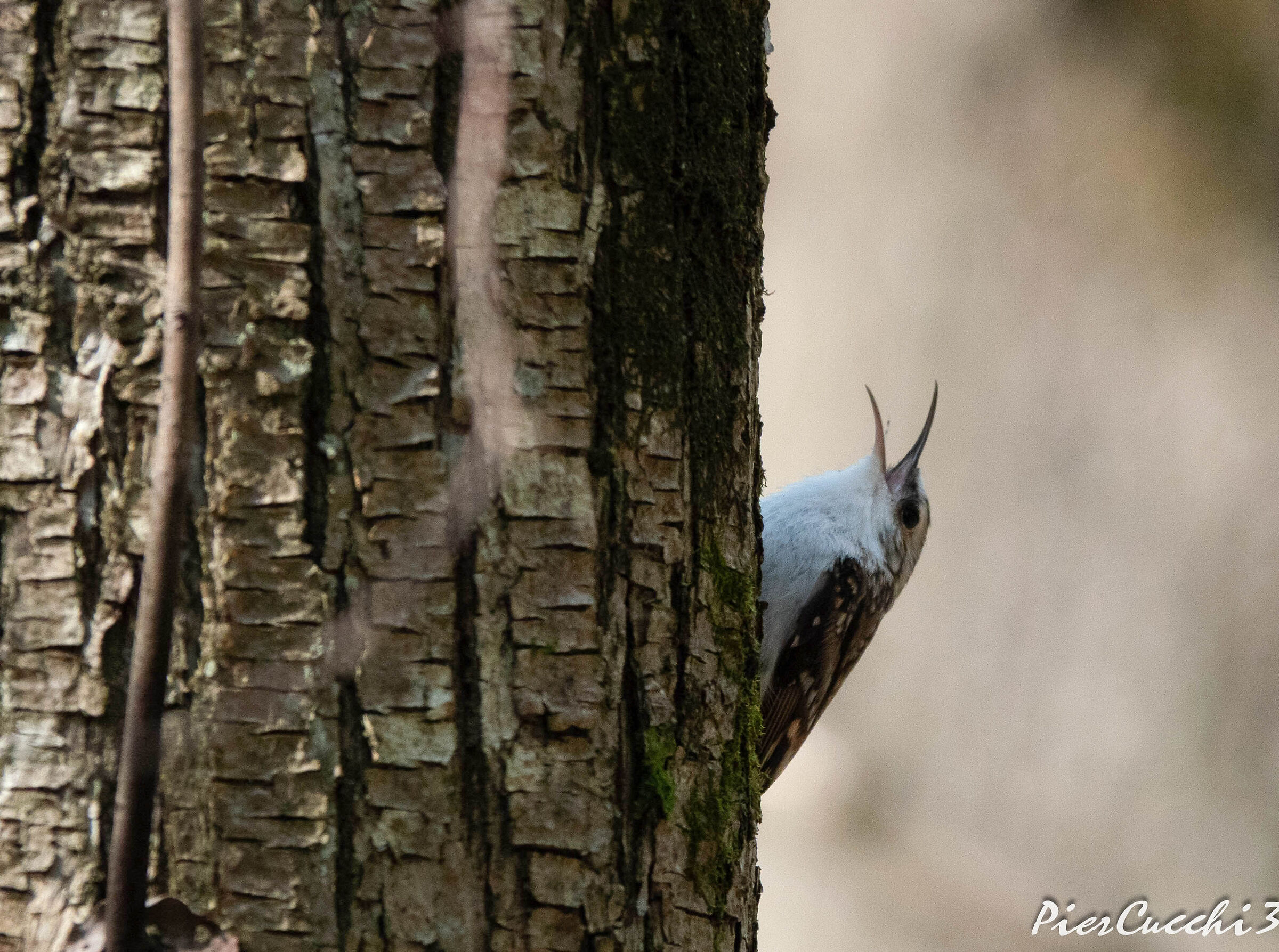Rampichino alpestre Prealpi Valsabbia