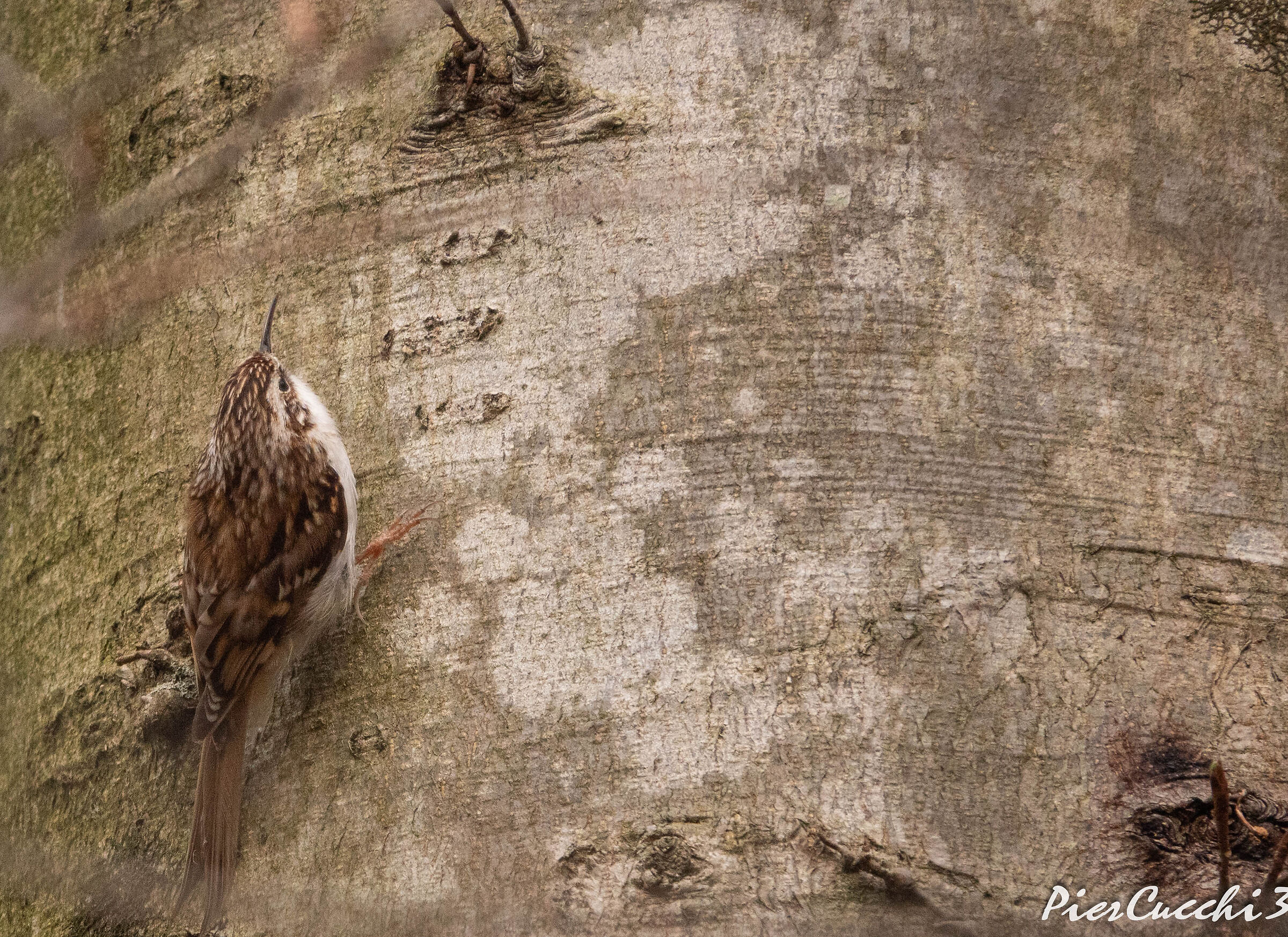 Rampichino alpestre Prealpi Valsabbia