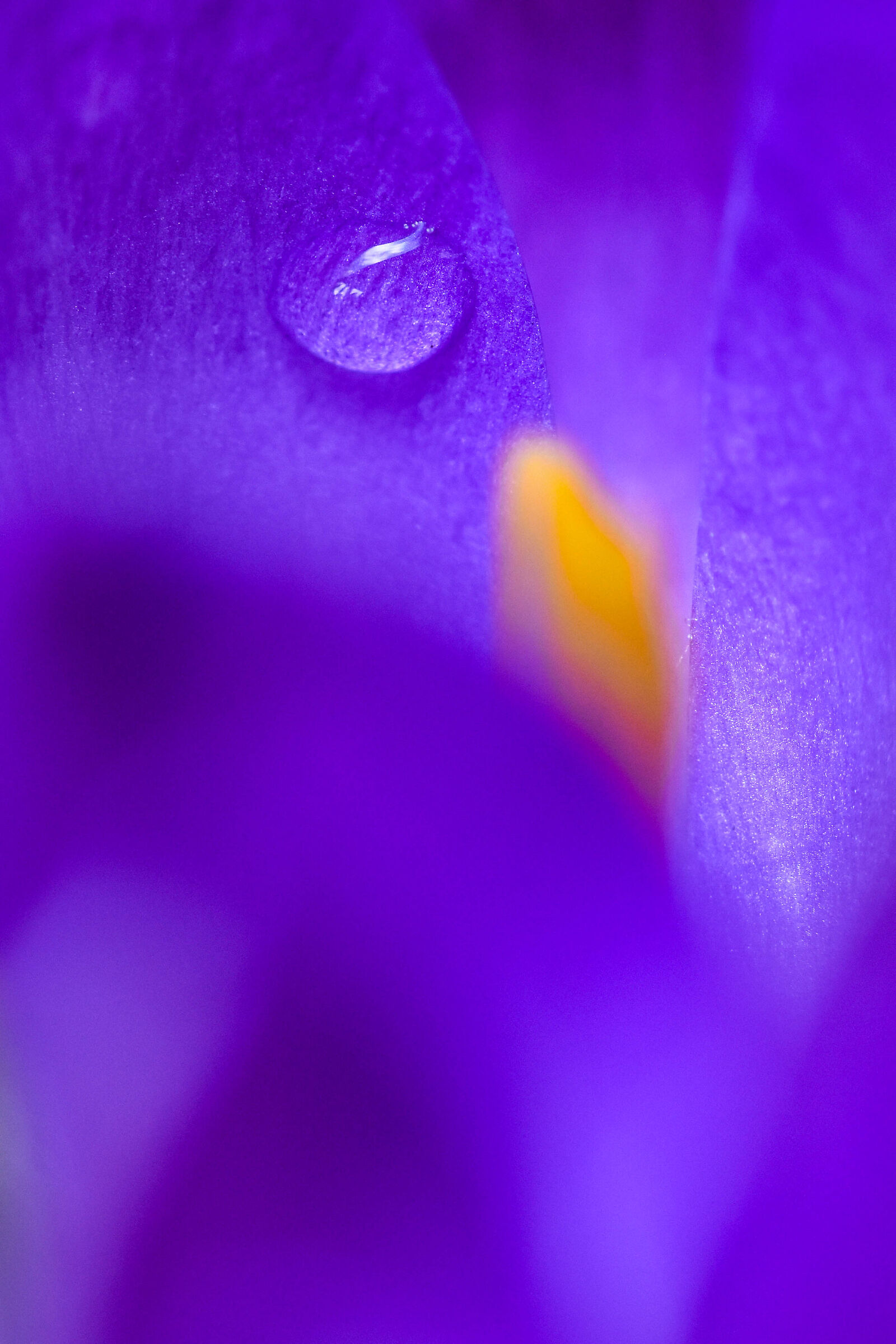 Goccia di rugiada su croco viola