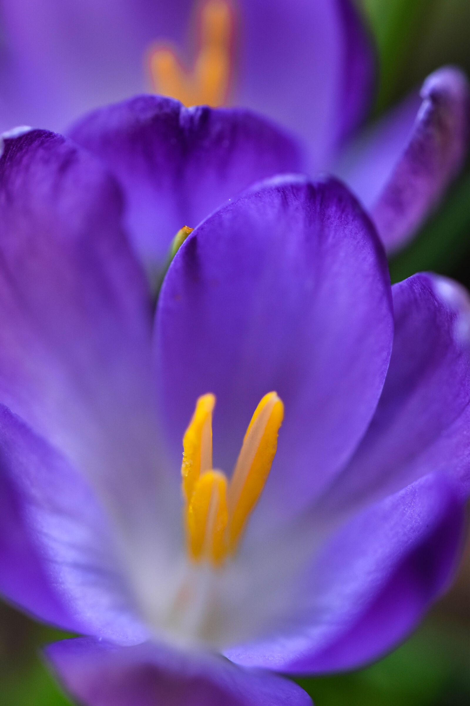 La bellezza dei contrasti in un fiore di croco