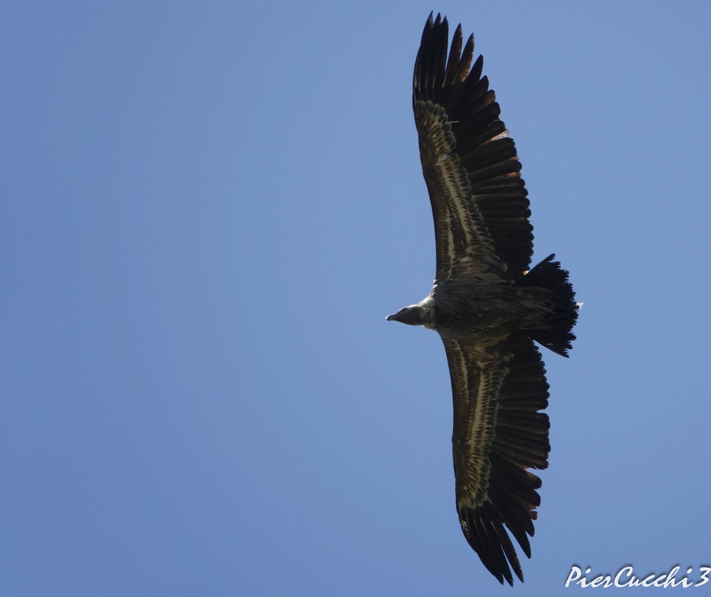 Grifone - Tarifa Cazalla (Spagna)