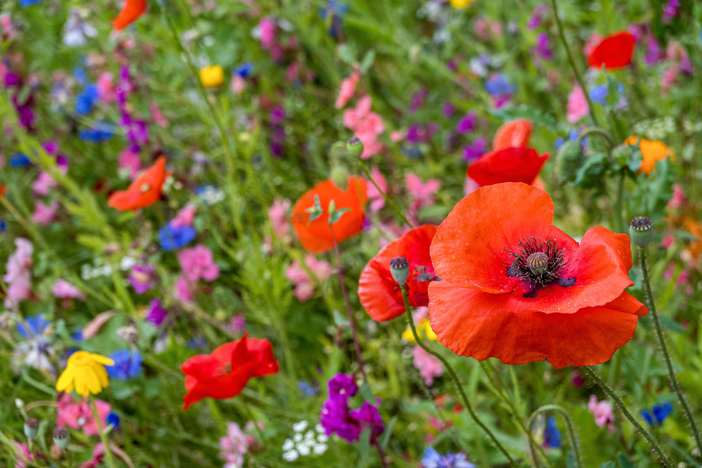 colori di fiori