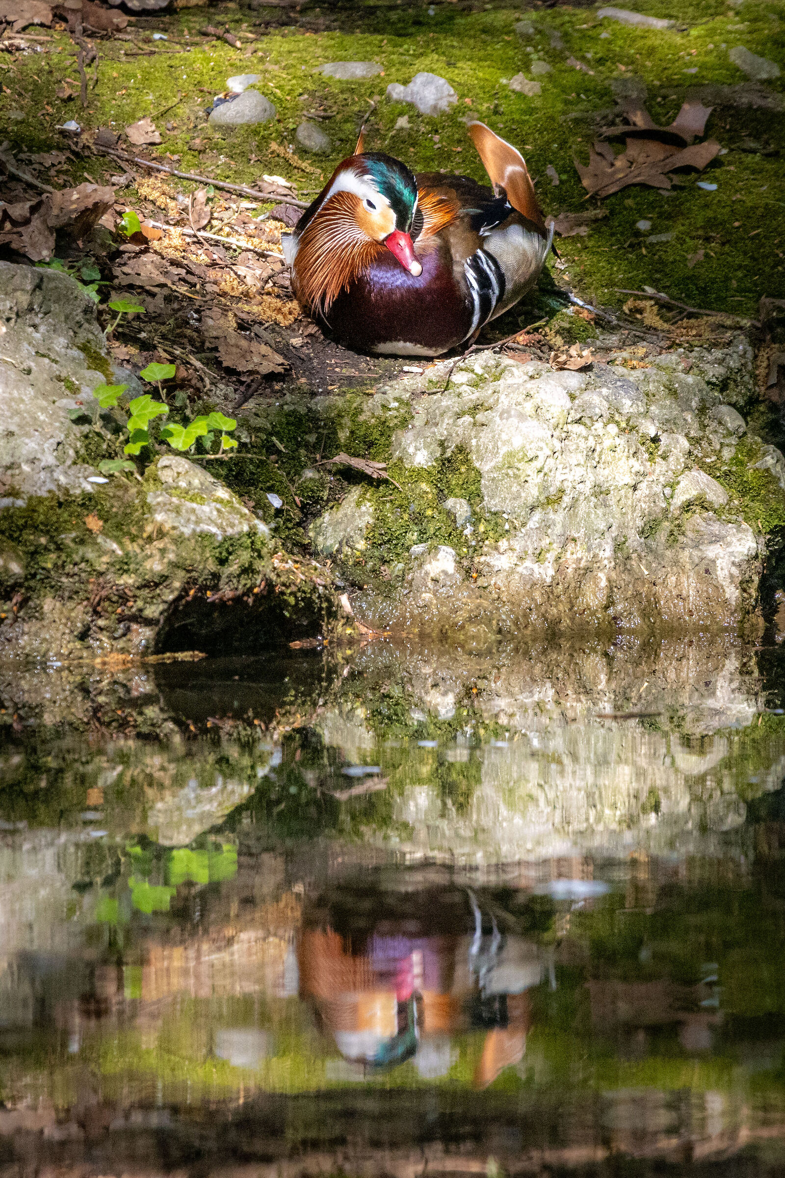 Riflessi di Mandarina (Aix galericulata)