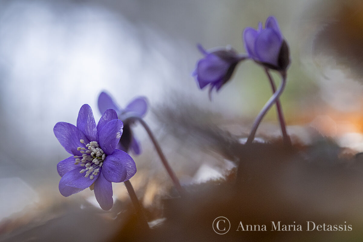 Fegatella Hepatica nobilis