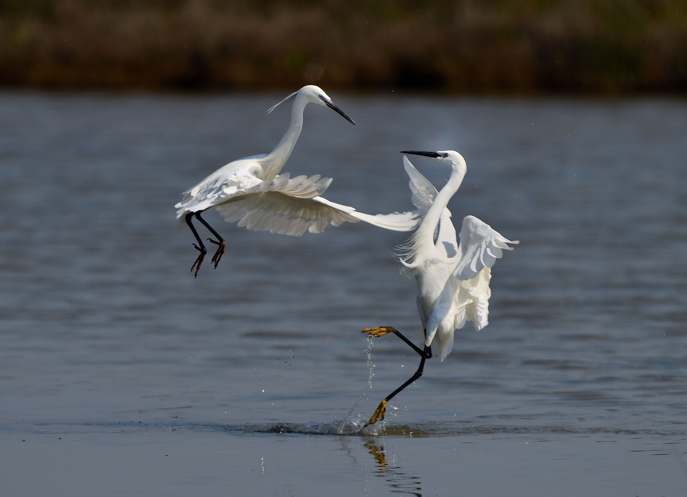 disputa tra garzette