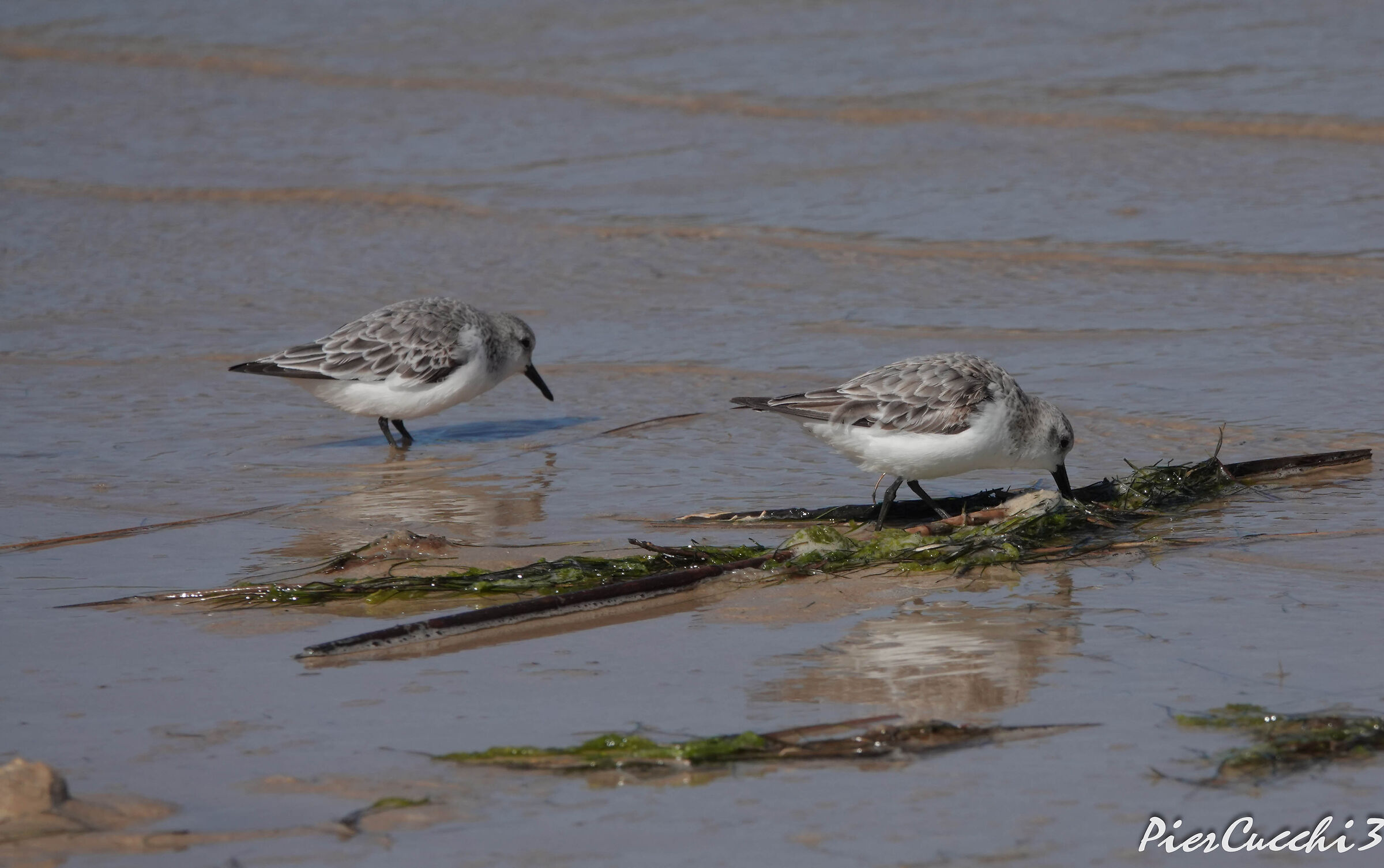 Fratino - Tarifa Playa de los Lances