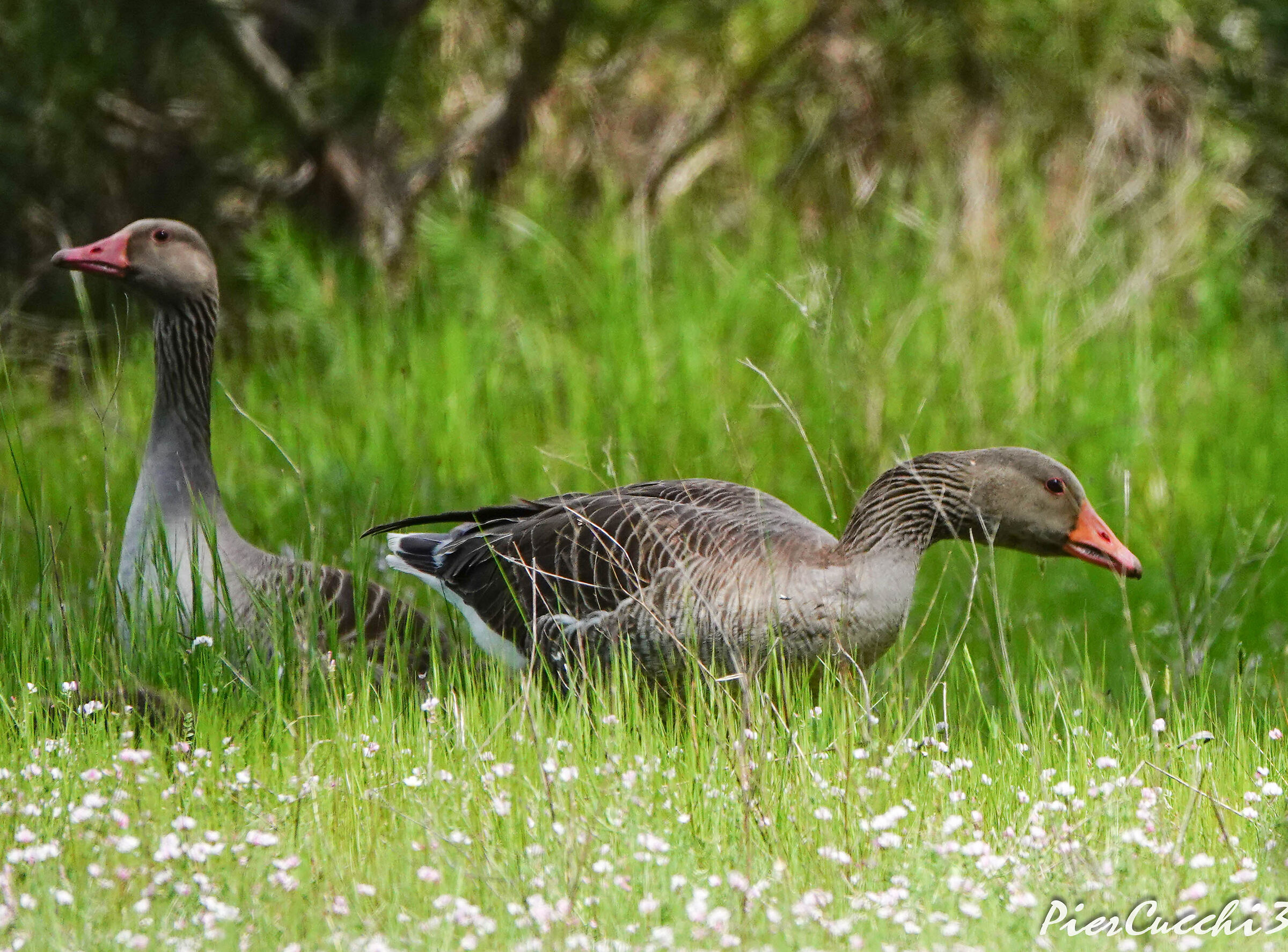 Anatra selvatica - Parque nacional de Coto Donana