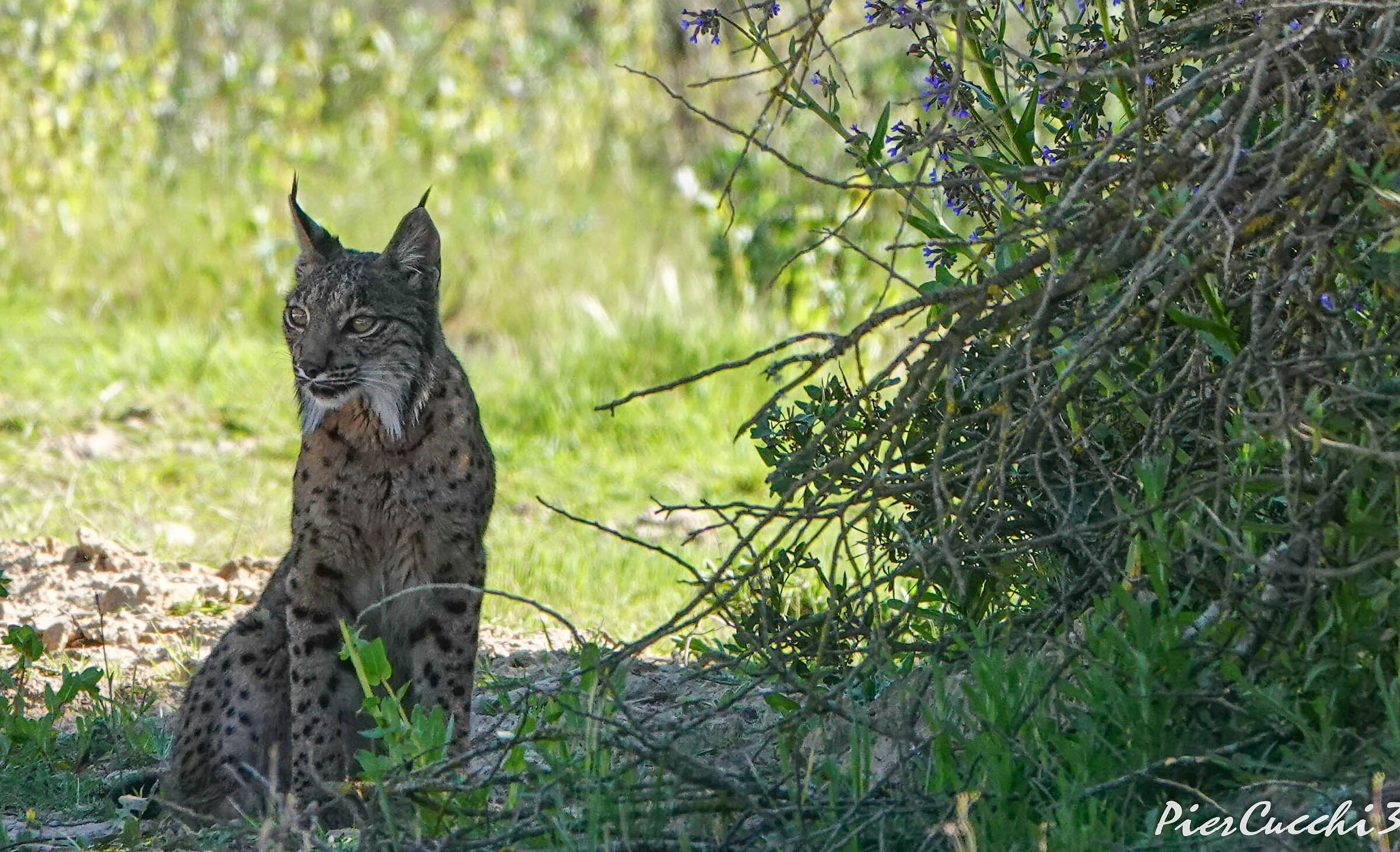Lince iberica - Parque nacional de Coto Donana